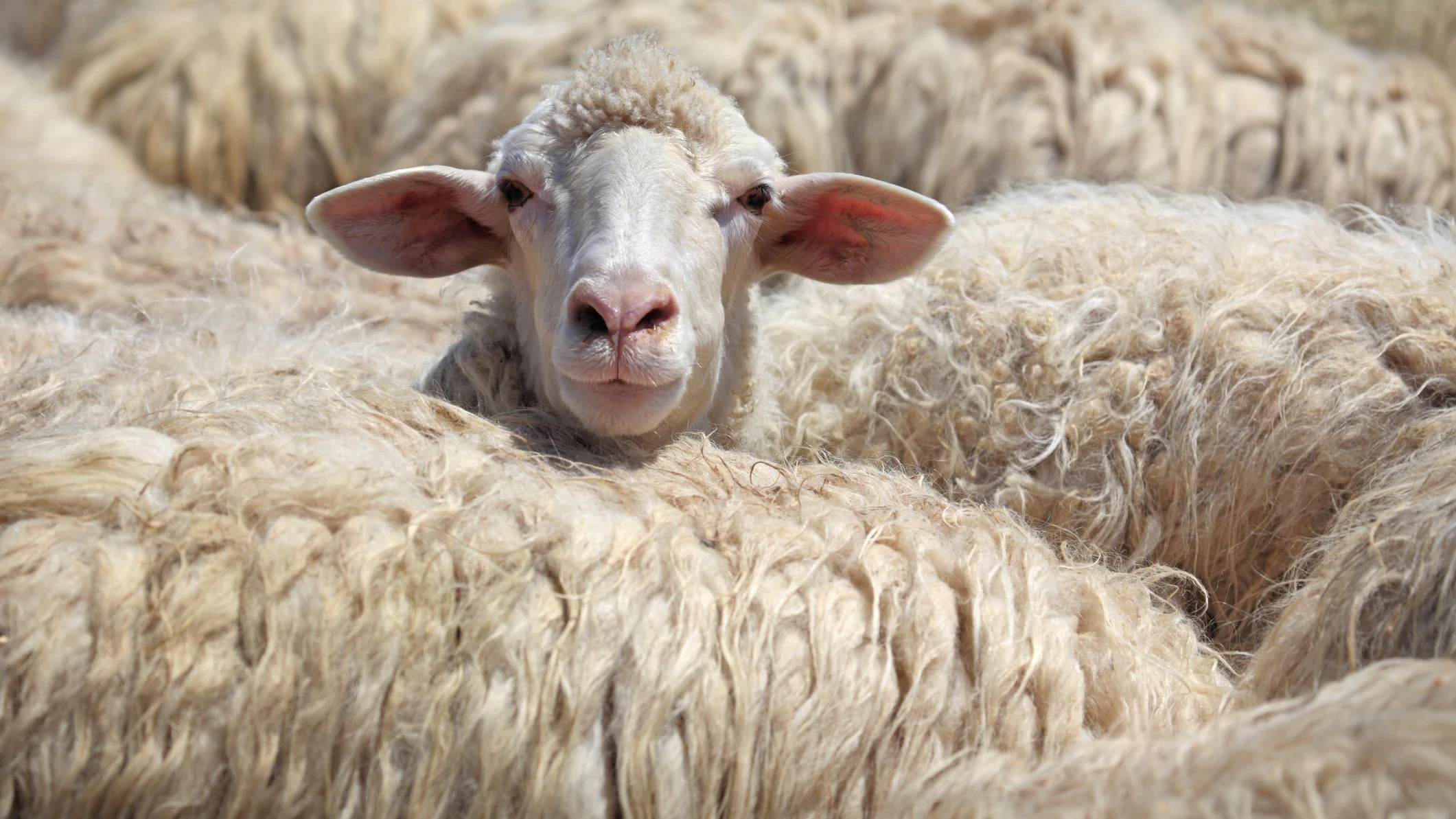 Die Zahl der Zuchtrinder in England sinkt, ebenso wie die Zahl der Schafe