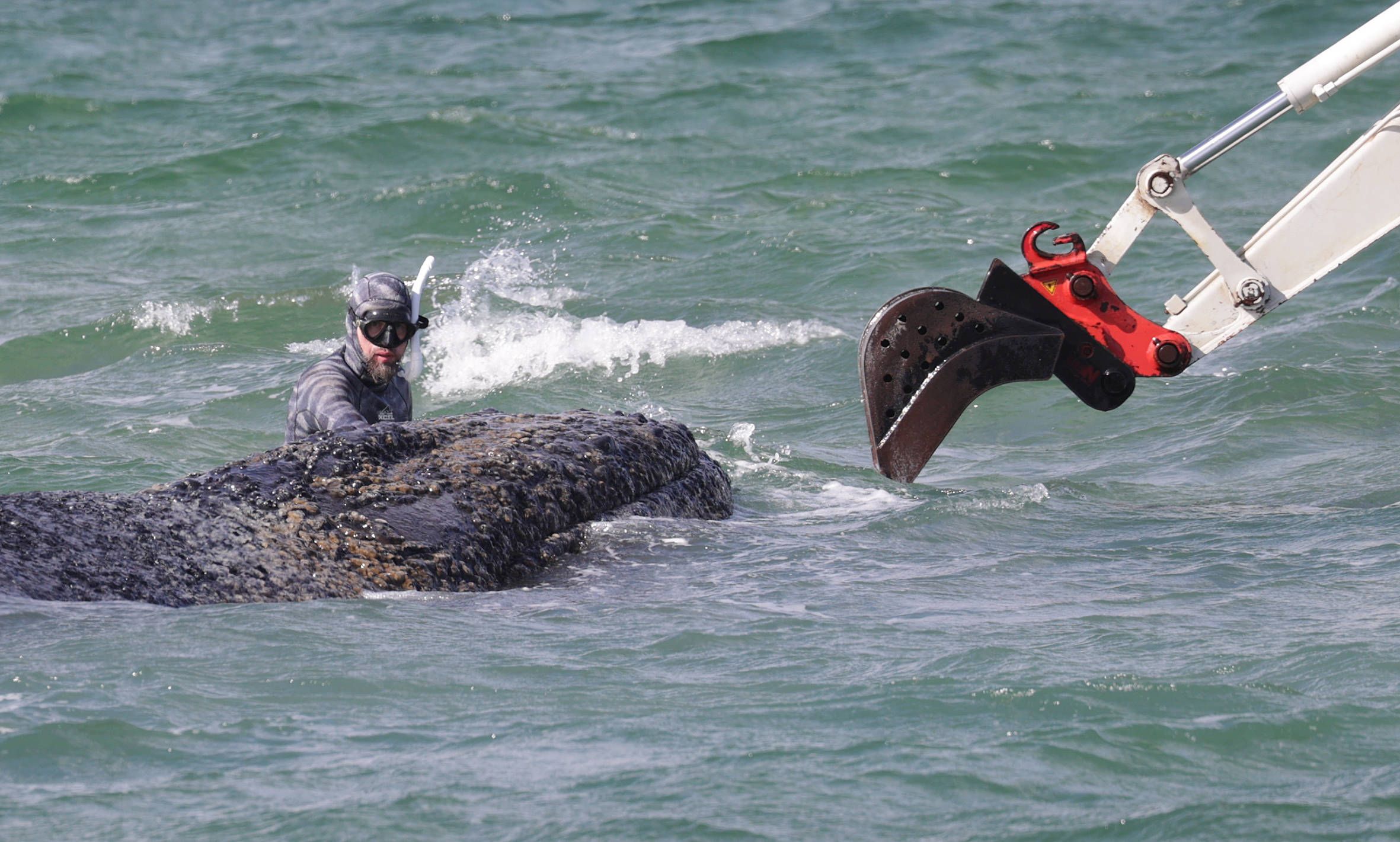 Der Buckelwal sitzt immer noch in der Ostsee fest. 