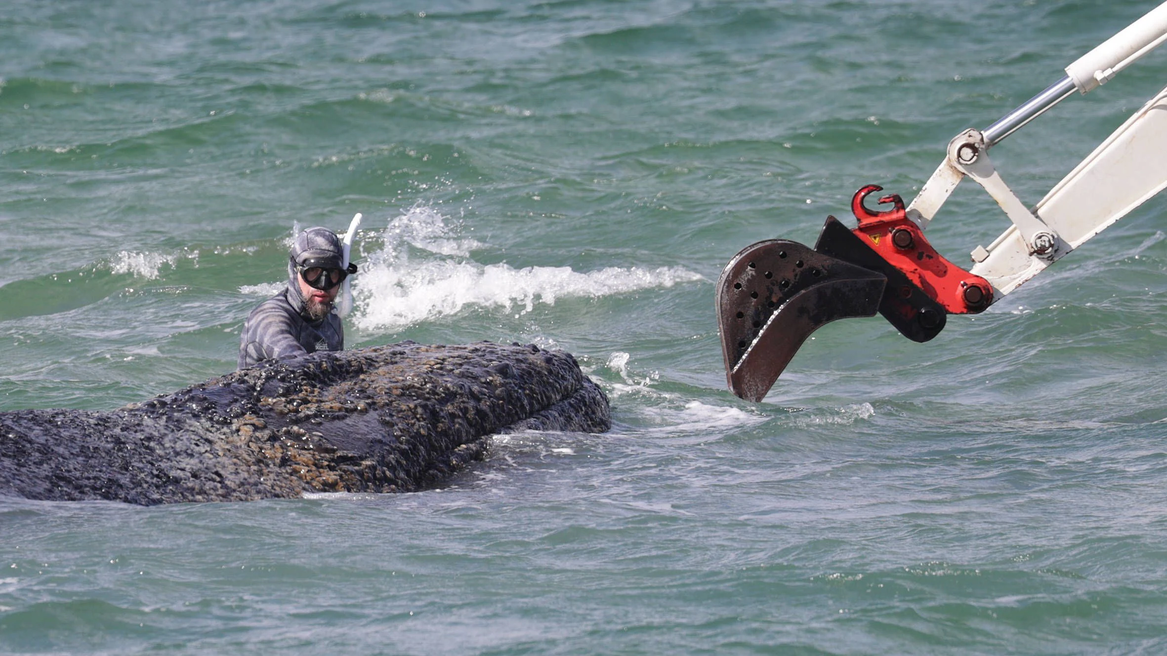 Der Buckelwal sitzt immer noch in der Ostsee fest. 
