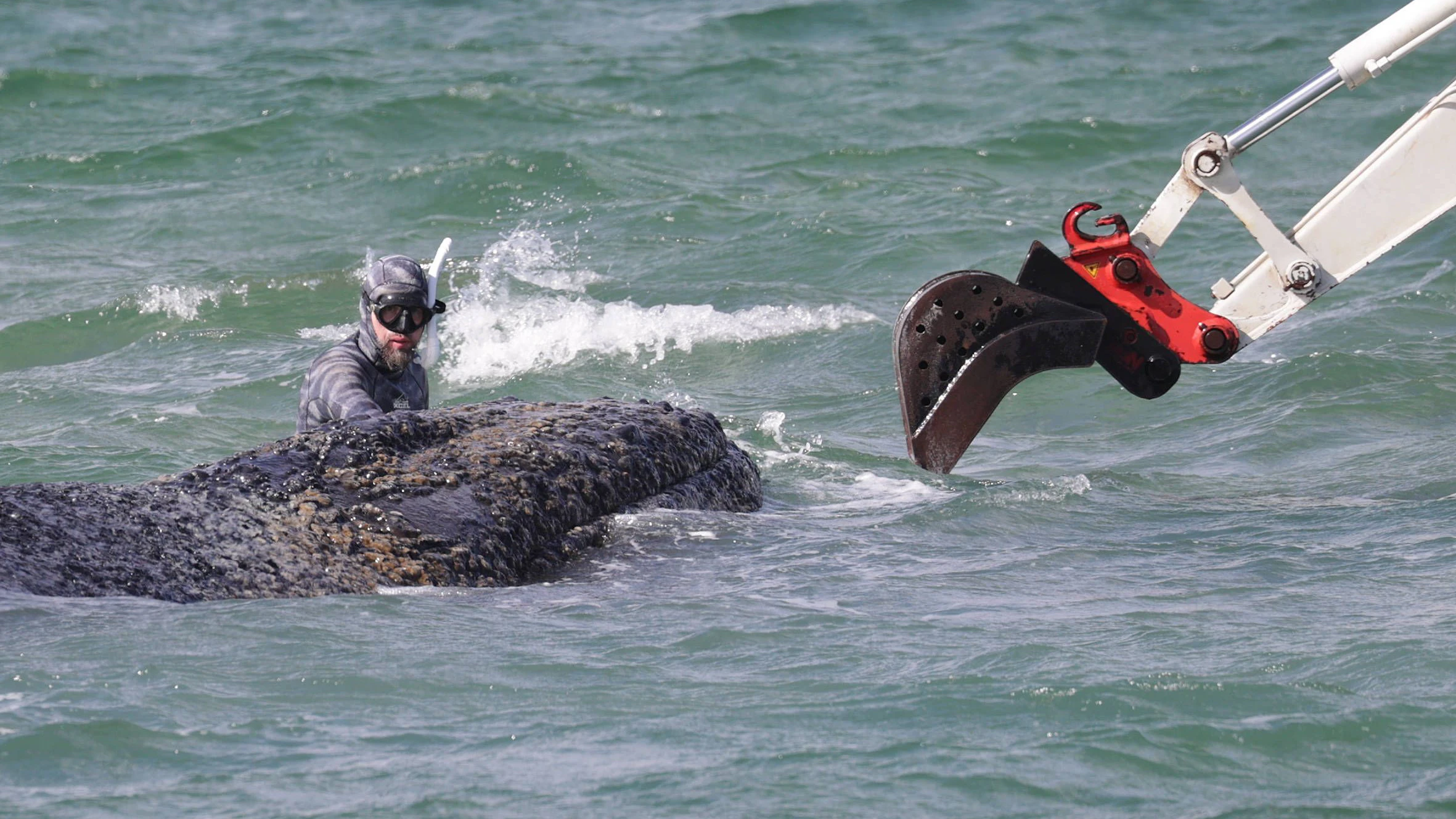 Sogar mit einem speziellen Bagger versuchte man dem Wal zu helfen.