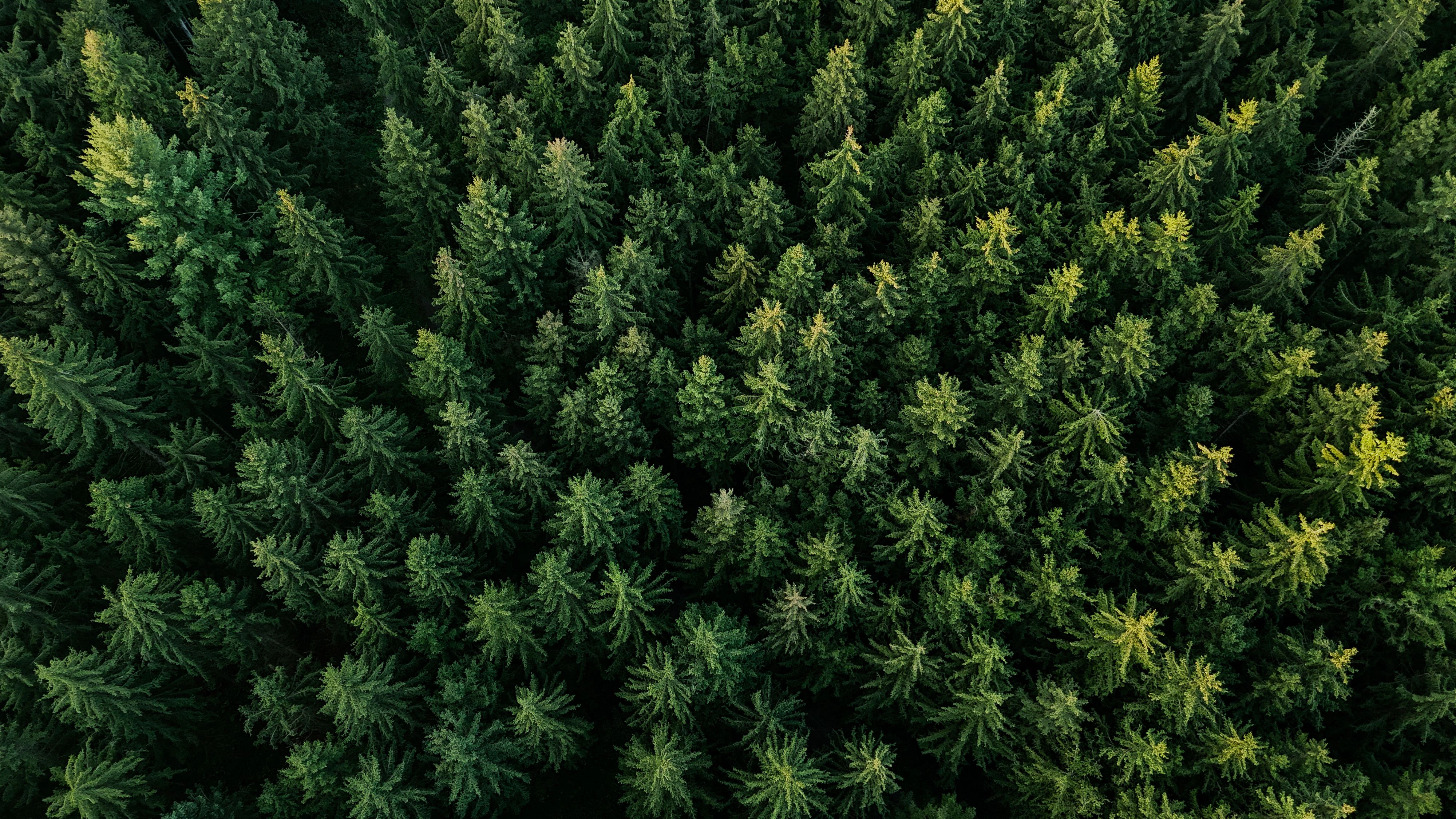 Im vergangenen Jahr wurden in England auf mehr Fläche Bäume gepflanzt als jemals zuvor in den letzten 20 Jahren