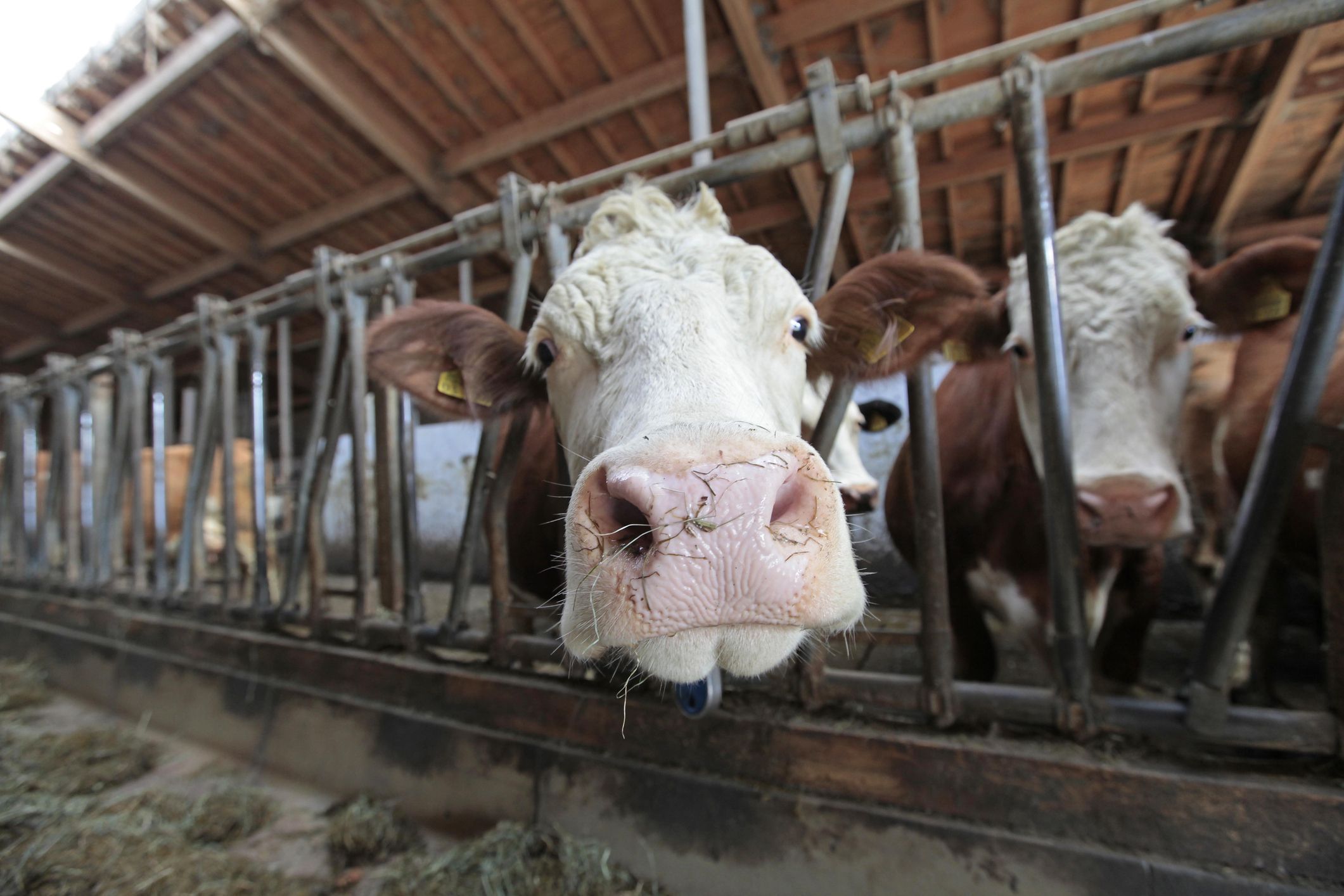 Heute.at - Warum England alle Subventionen für Bauern abschafft