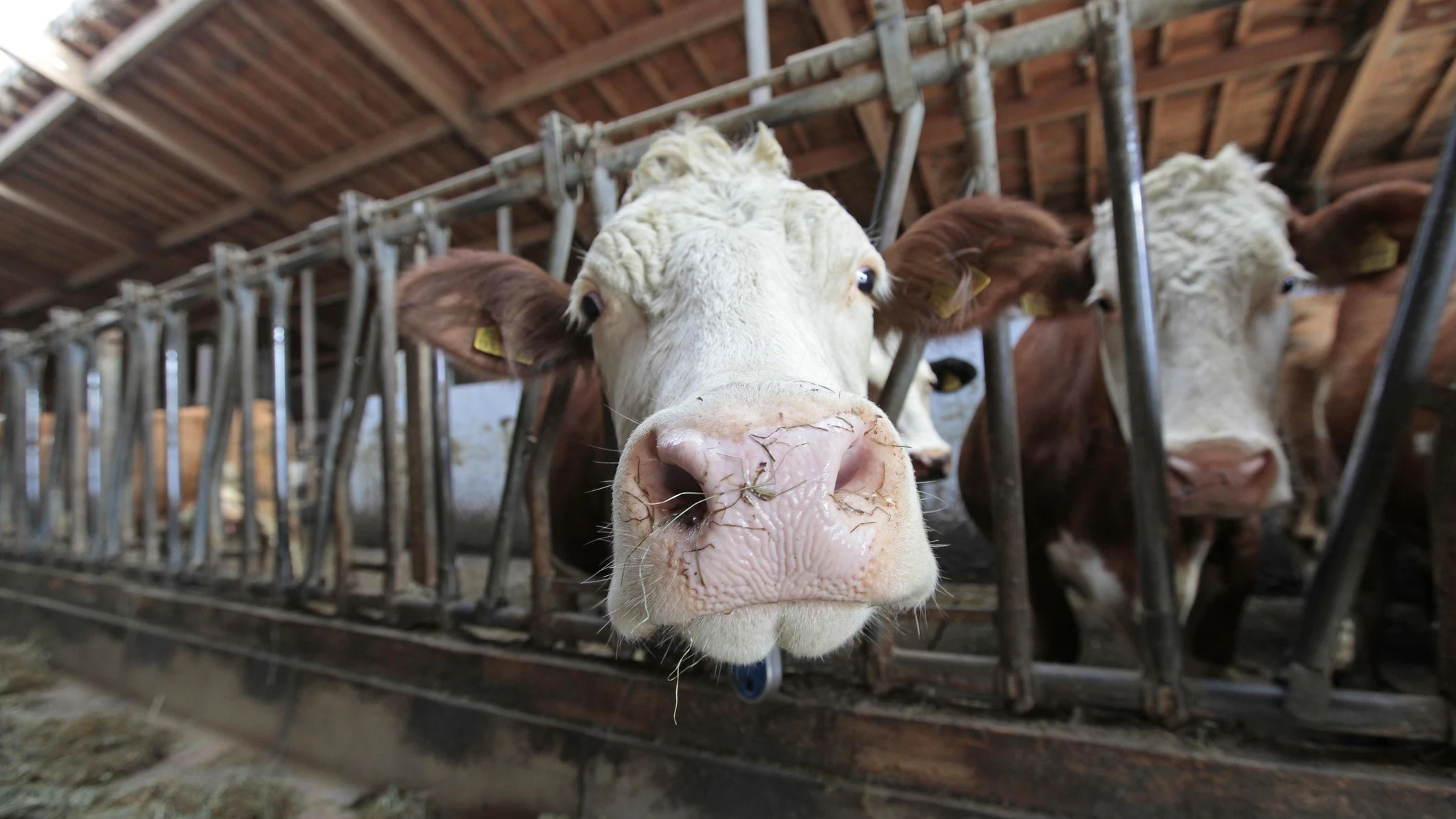 Heute.at - Warum England alle Subventionen für Bauern abschafft