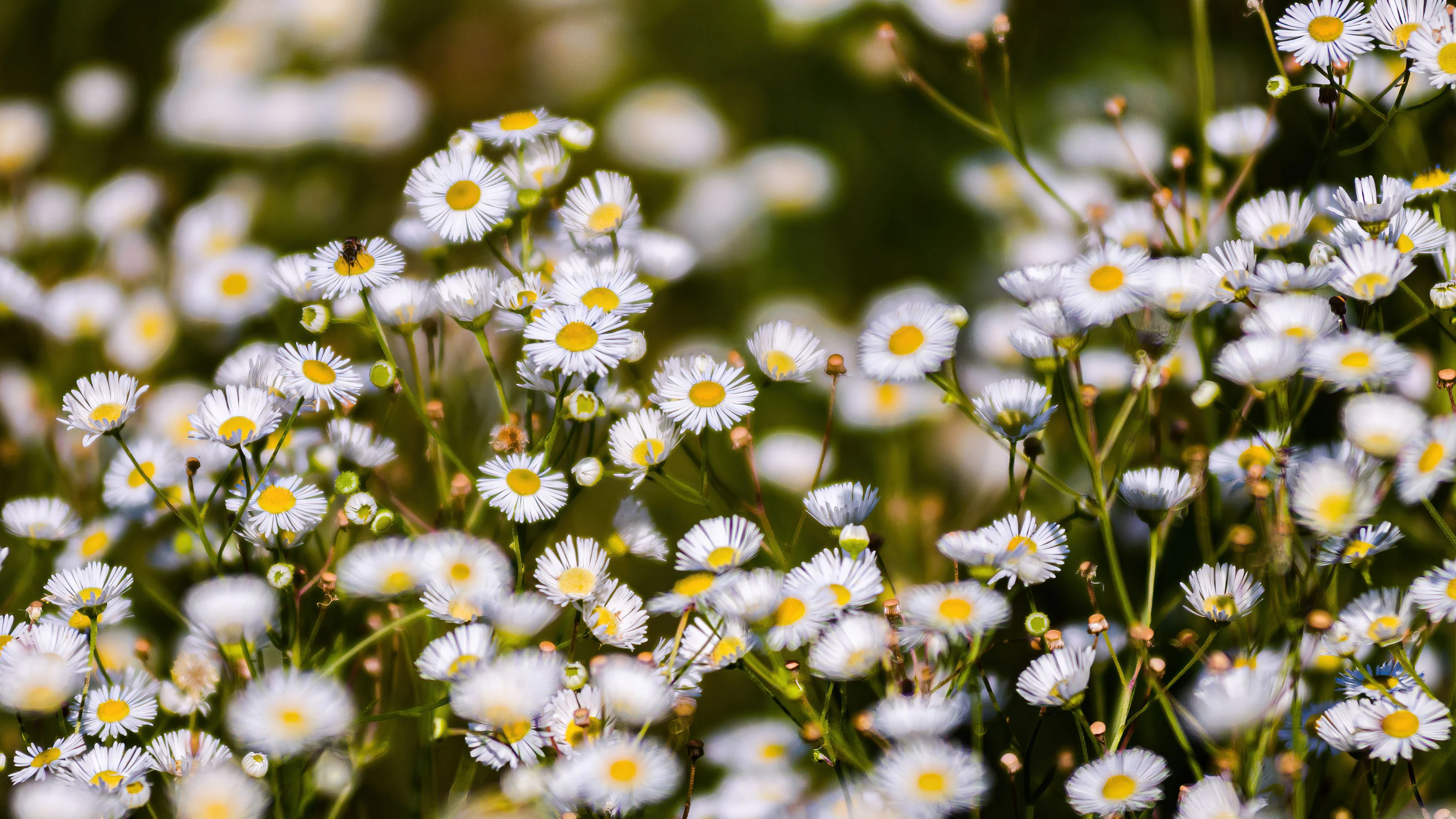 Einjähriger Berufkraut...