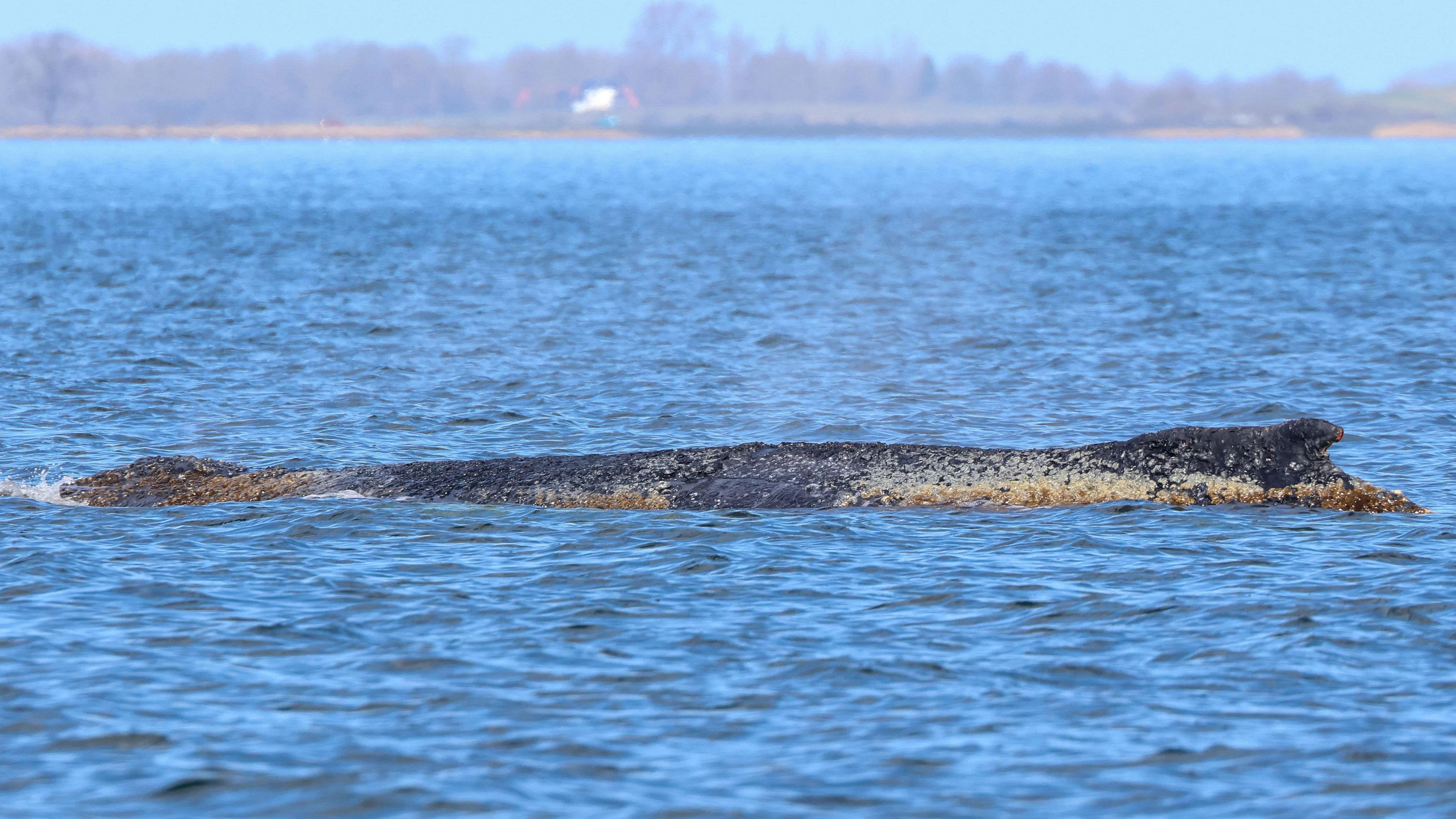 29 March 2026, Mecklenburg-Western Pomerania, Wismar: The humpback whale that stranded near Timmendorfer Strand on the Baltic Sea coast around a week ago is still lying in Wismar Bay. Photo: Bodo Marks/dpa