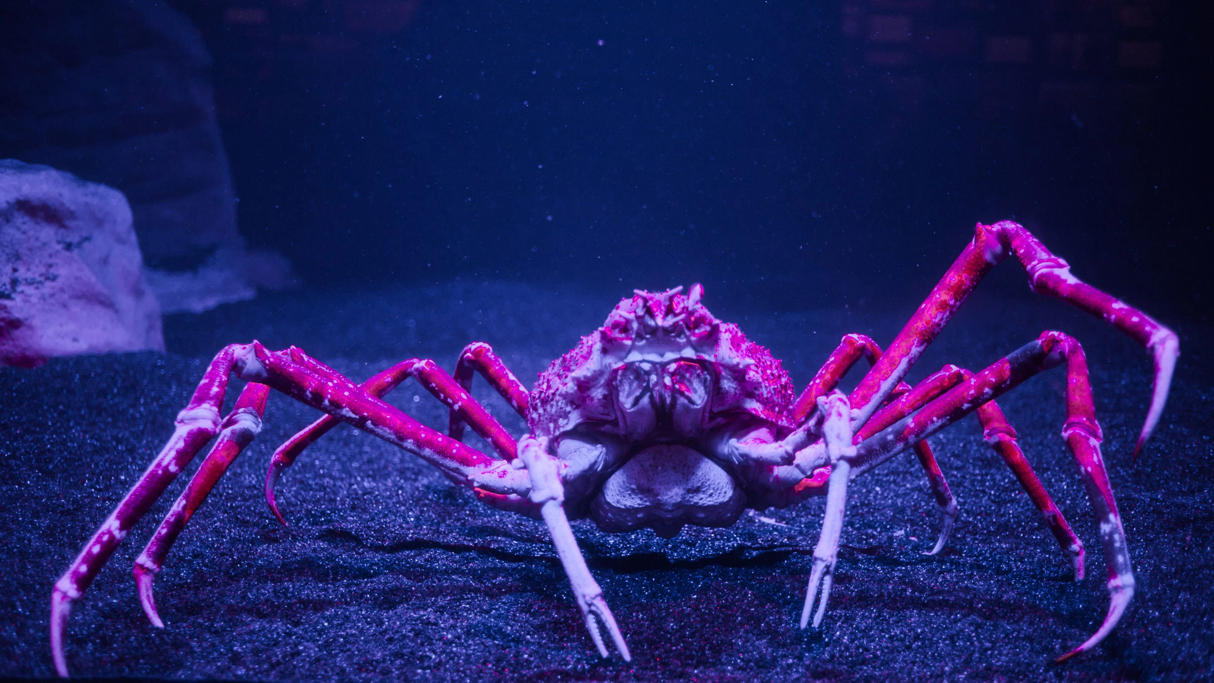 Dunkel und kalt habens die Riesenseespinnen am Liebsten.