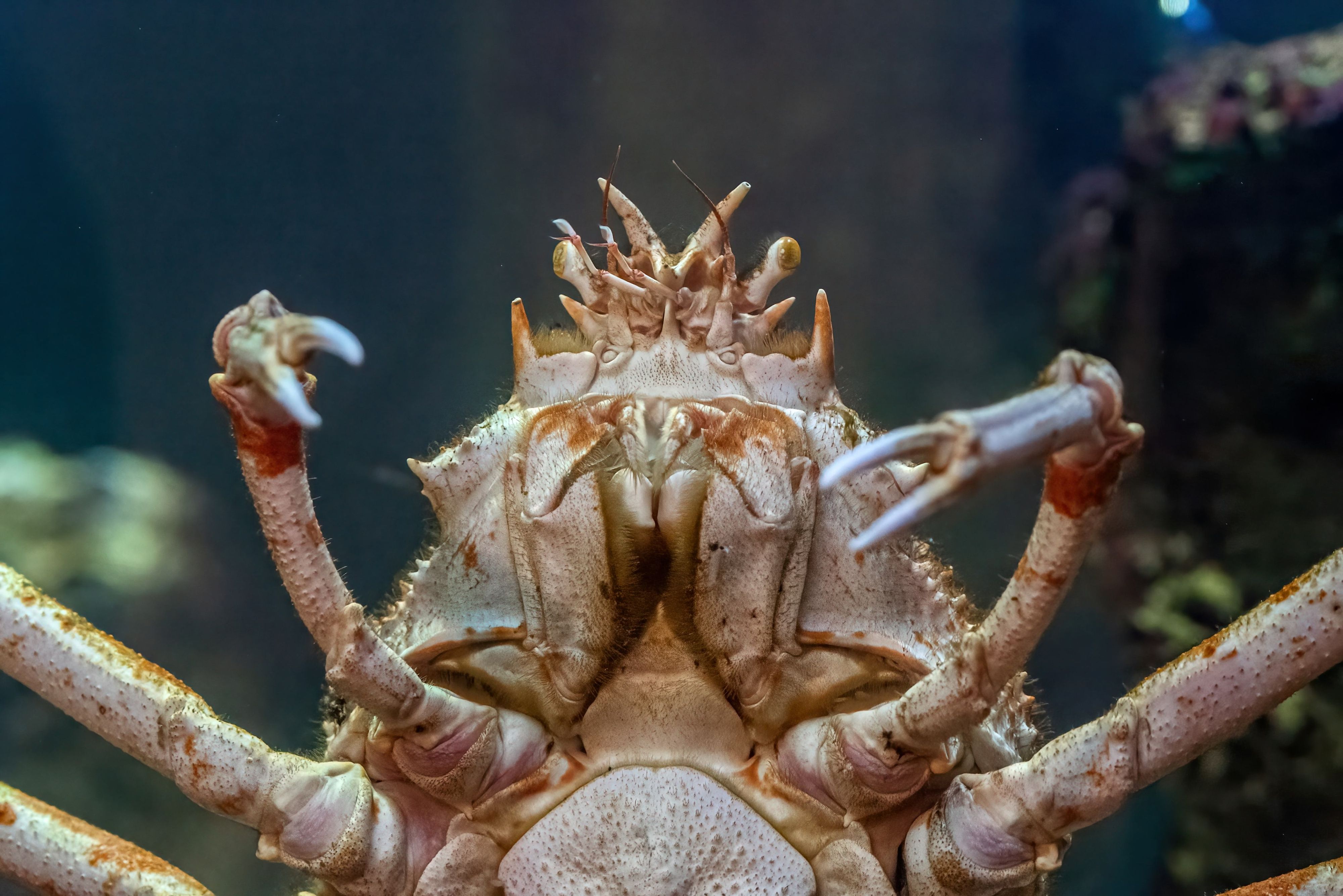 Heute.at - 19-Kilo-Spinne krabbelt bald durch Wien