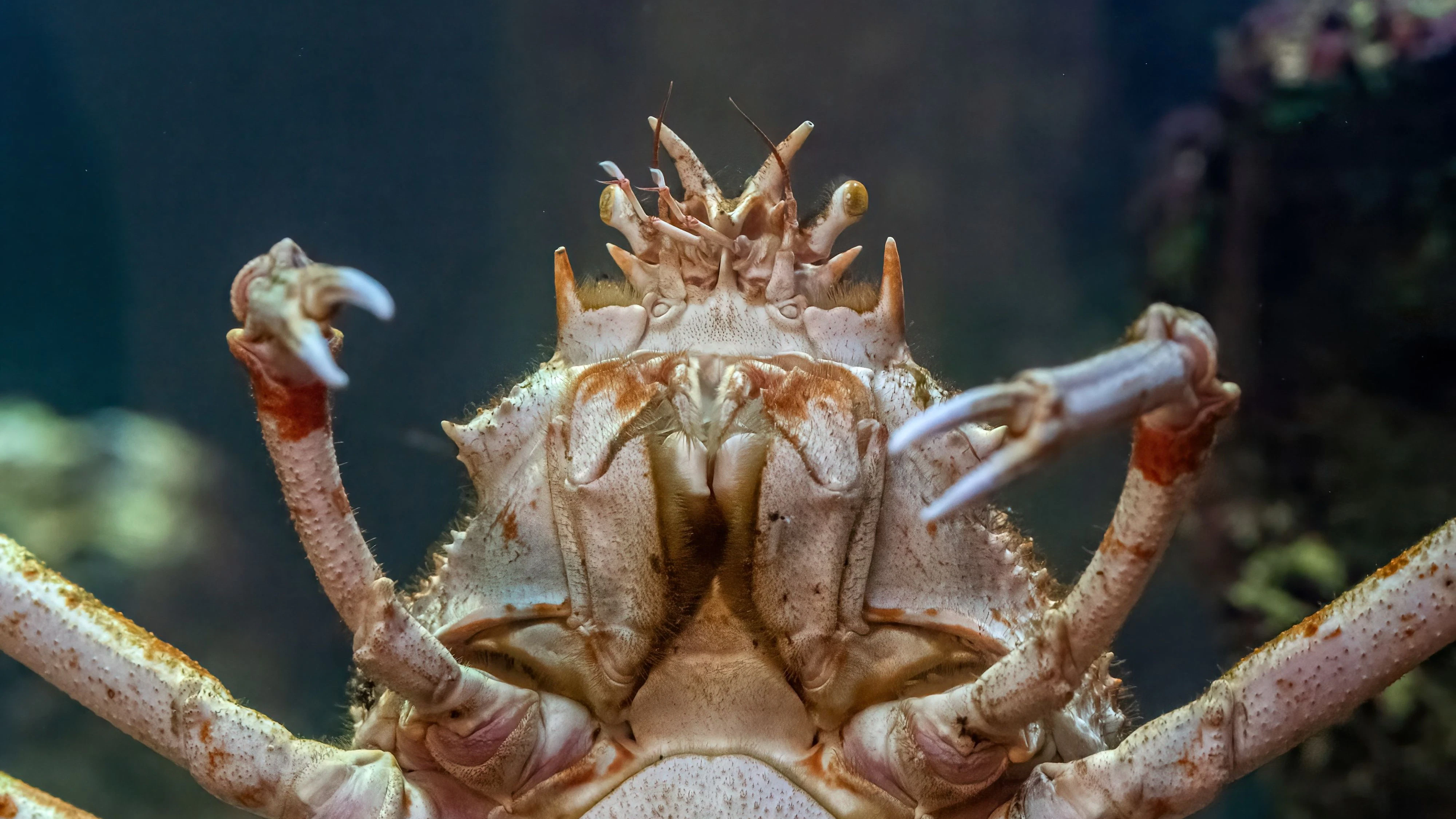 19-Kilo-Spinne "krabbelt" bald durch Wien