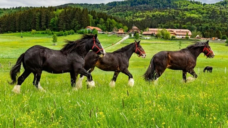 Das ehemalige Septett ist leider nur noch zu dritt.
