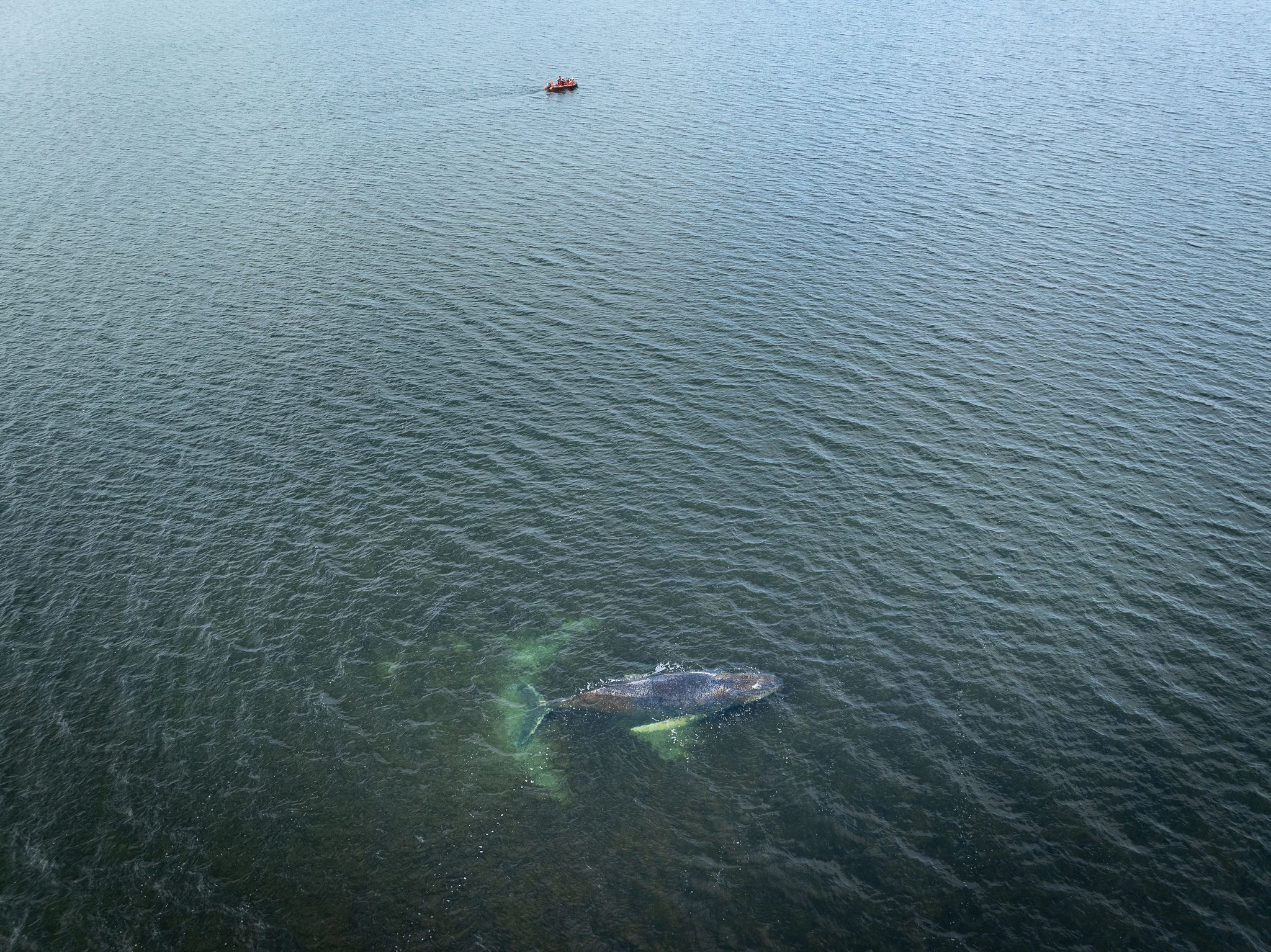 Heute.at - Qualvoll - Biologe hat schreckliche Befürchtung