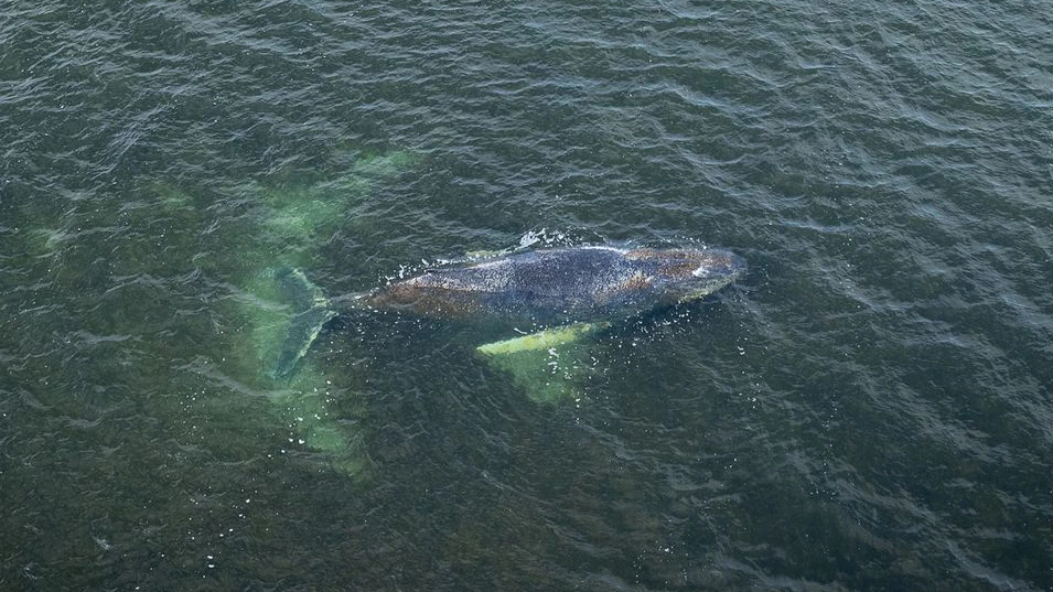 Ein Biologe vermutet, dass der Buckelwal Netzreste im Maul haben könnte.