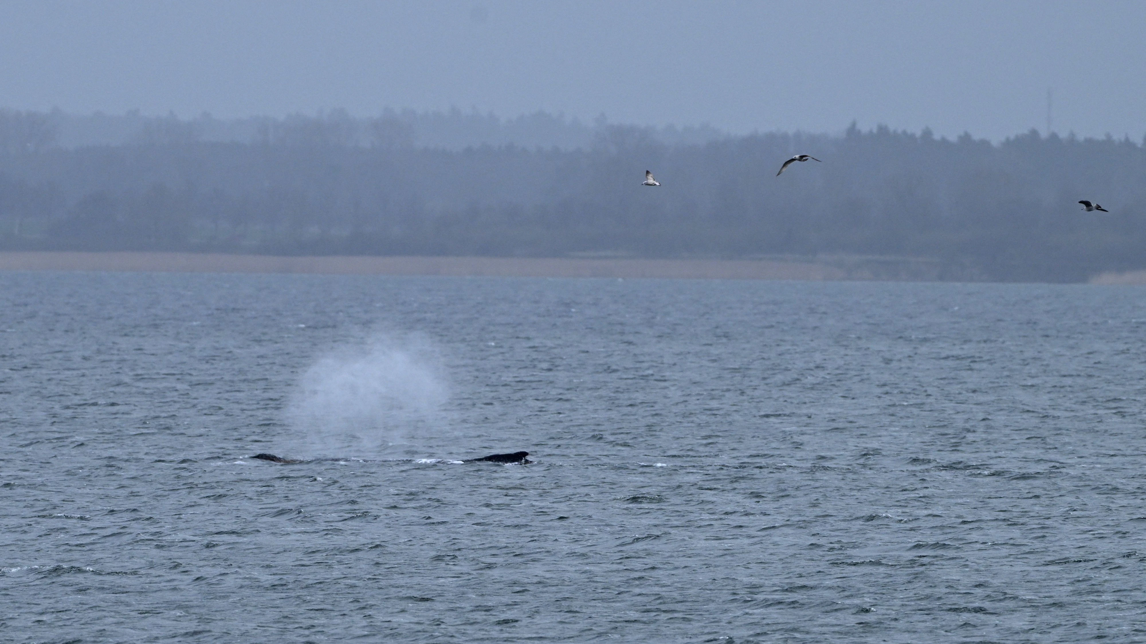 Wal-Alarm – er steckt wieder fest und hat Hautprobleme