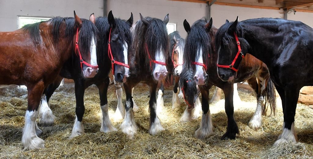 Heute.at - Tränen auf Gut Aiderbichl – Er war schon der Vierte