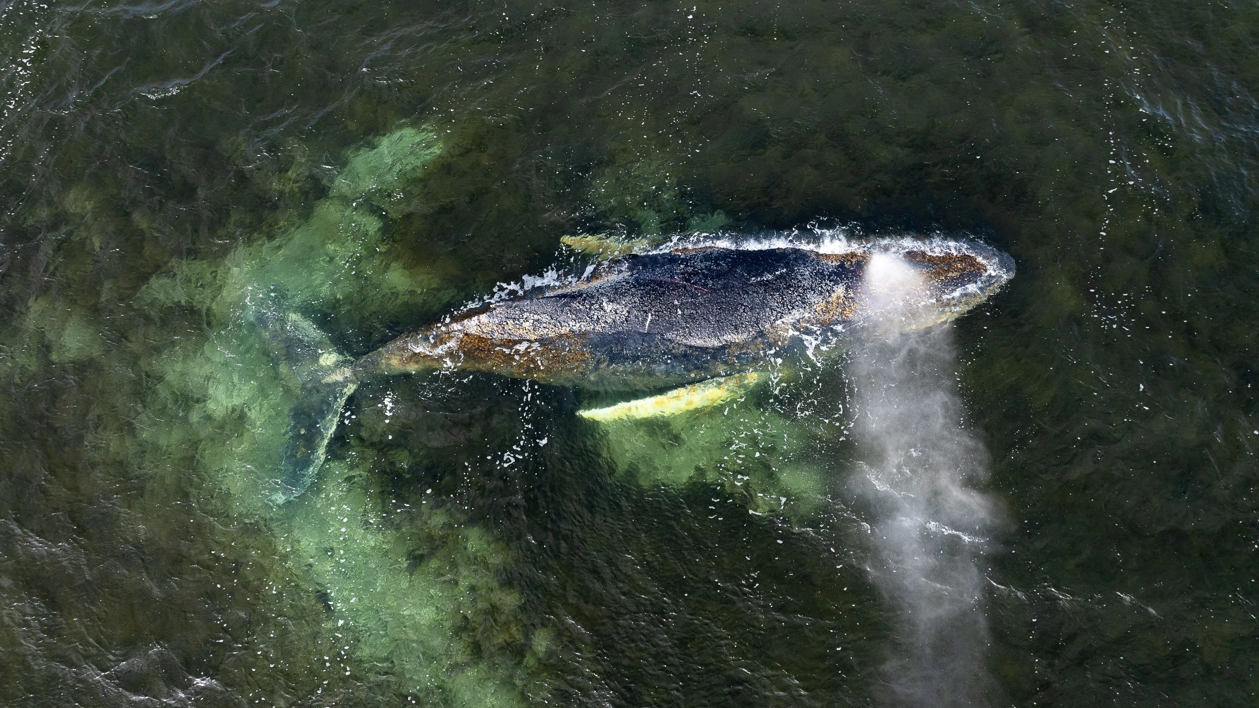 Gestern Abend soll der Wal endlich abgetaucht und losgeschwommen sein. Nun drücken alle die Daumen, dass auch die Richtung ins offene Meer stimmt. 