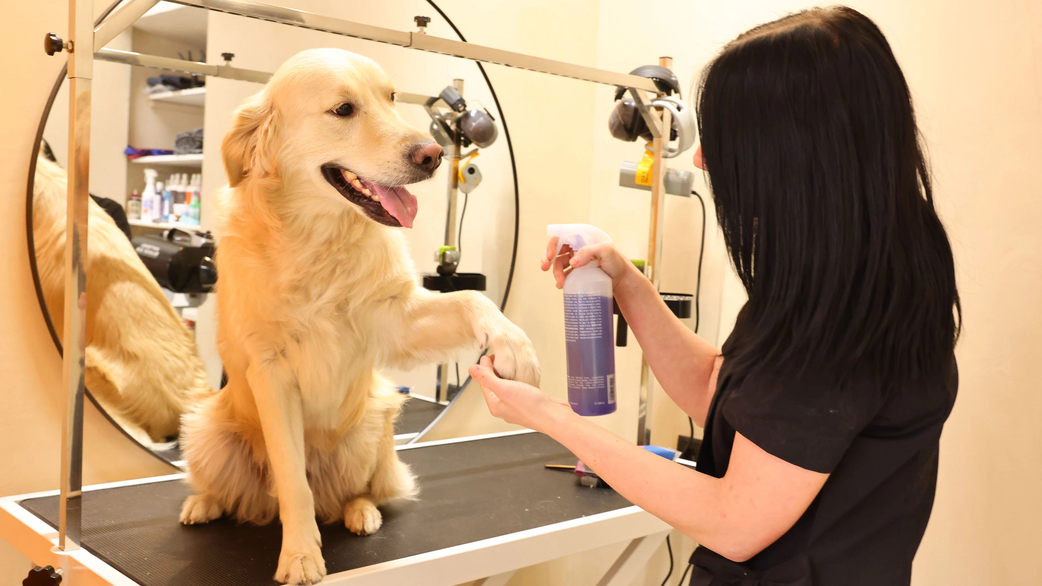 Im Dog-Spa in Wien-Neubau werden Hunde verwöhnt.