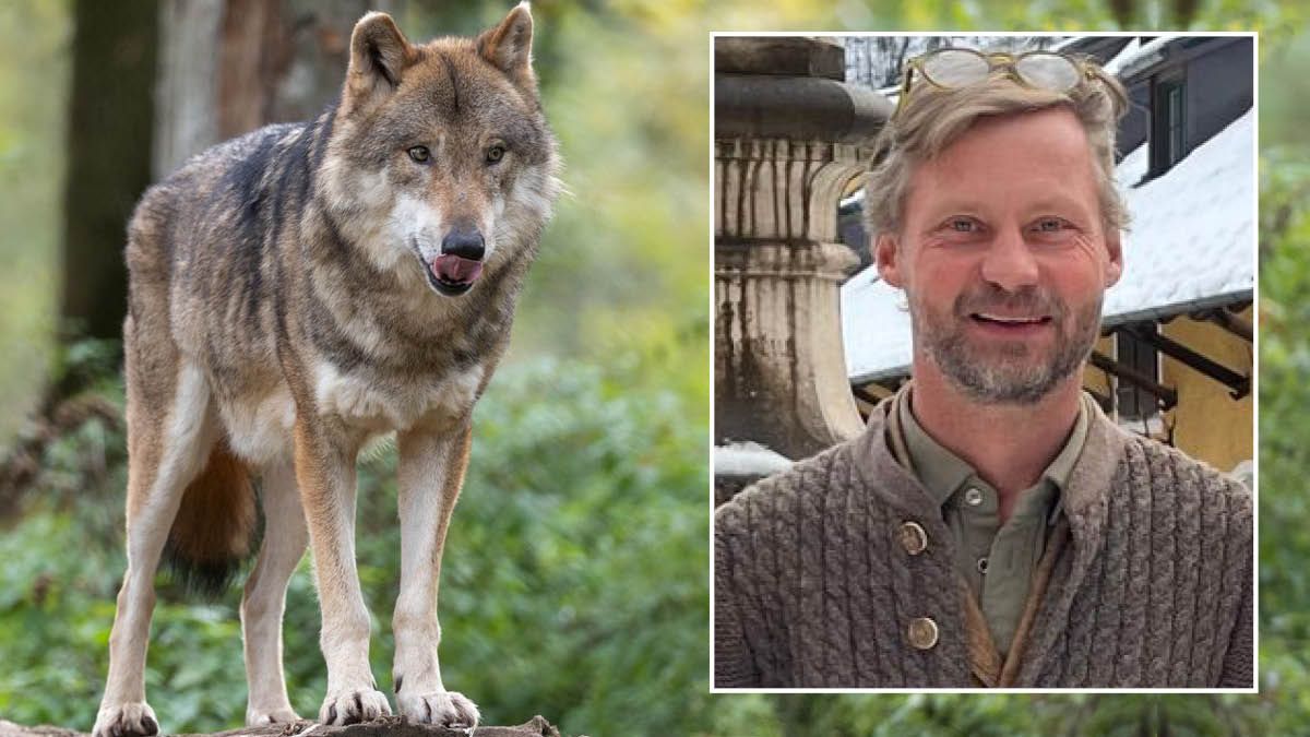 Heute.at - Wolf beißt Frau ins Gesicht Wird noch mehr passieren
