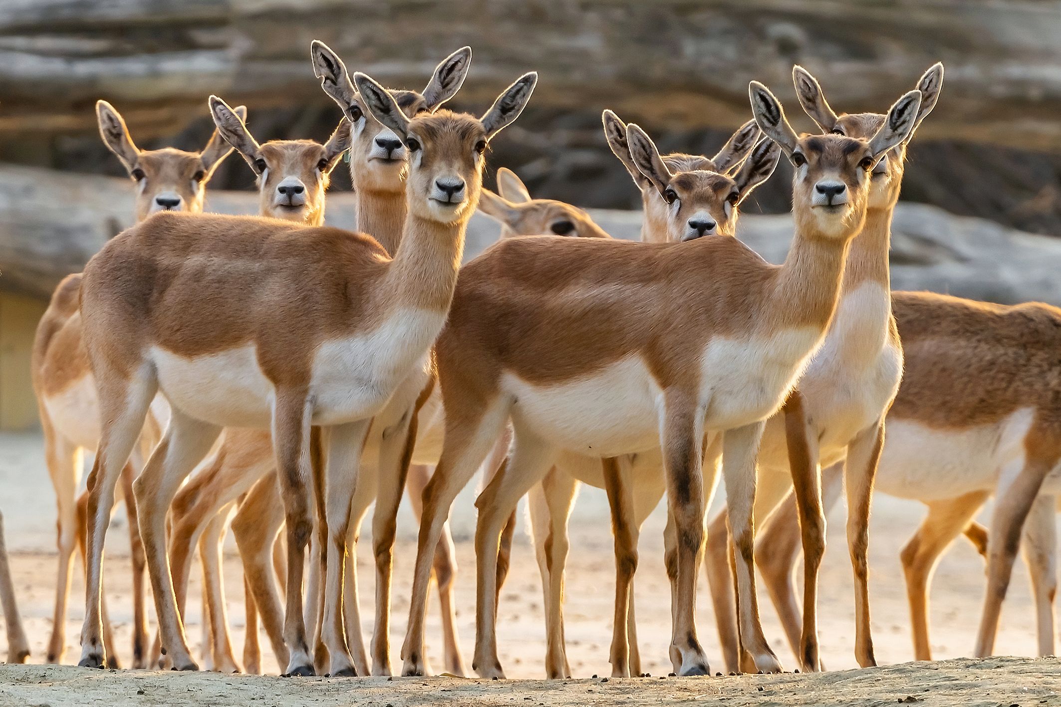 Im Tiergarten Schönbrunn wurde am Sonntag gegen 3 Uhr früh ein getötetes Hirschziegenantilopen-Jungtier gefunden.