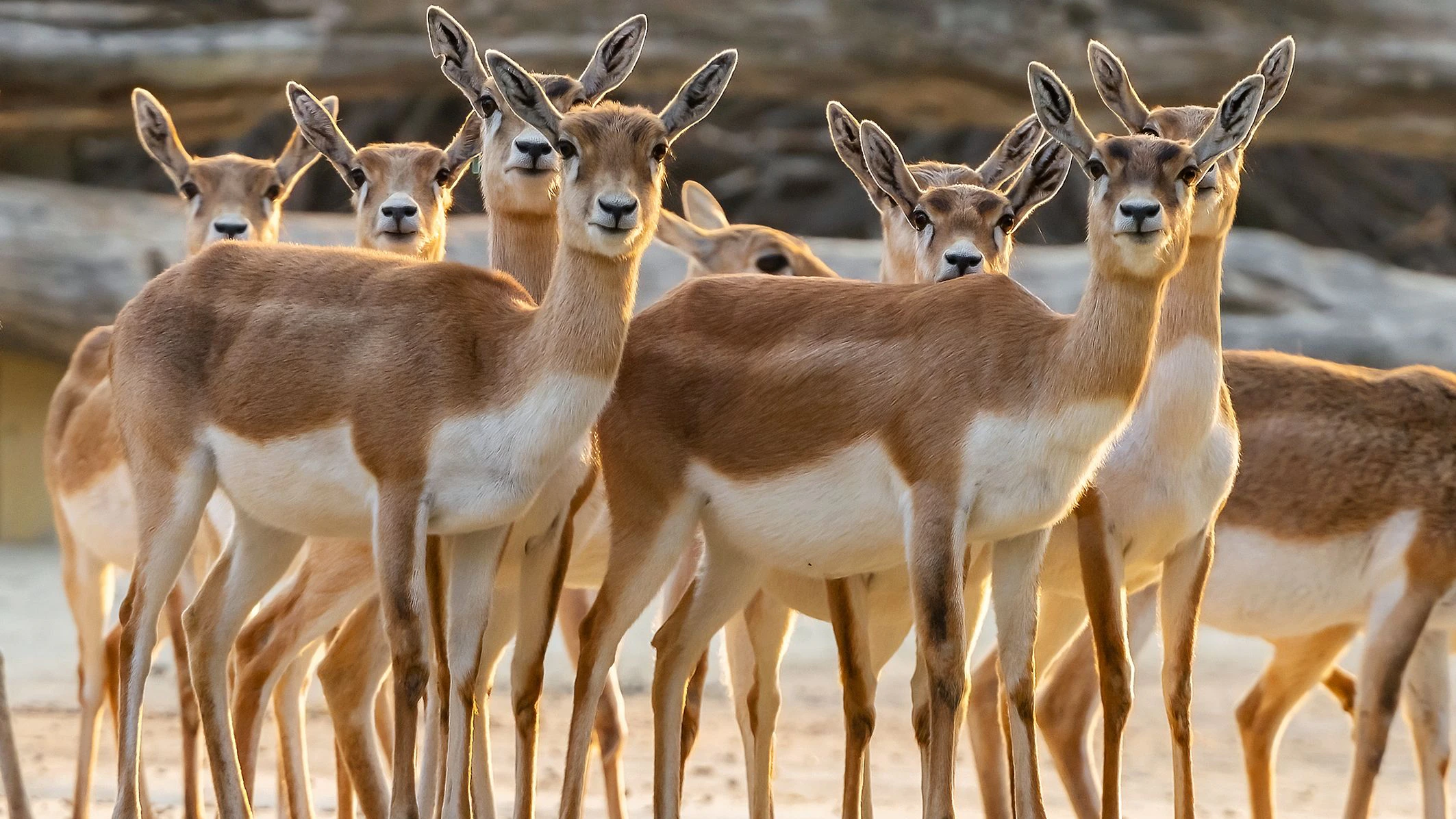 Im Tiergarten Schönbrunn wurde am Sonntag gegen 3 Uhr früh ein getötetes Hirschziegenantilopen-Jungtier gefunden.