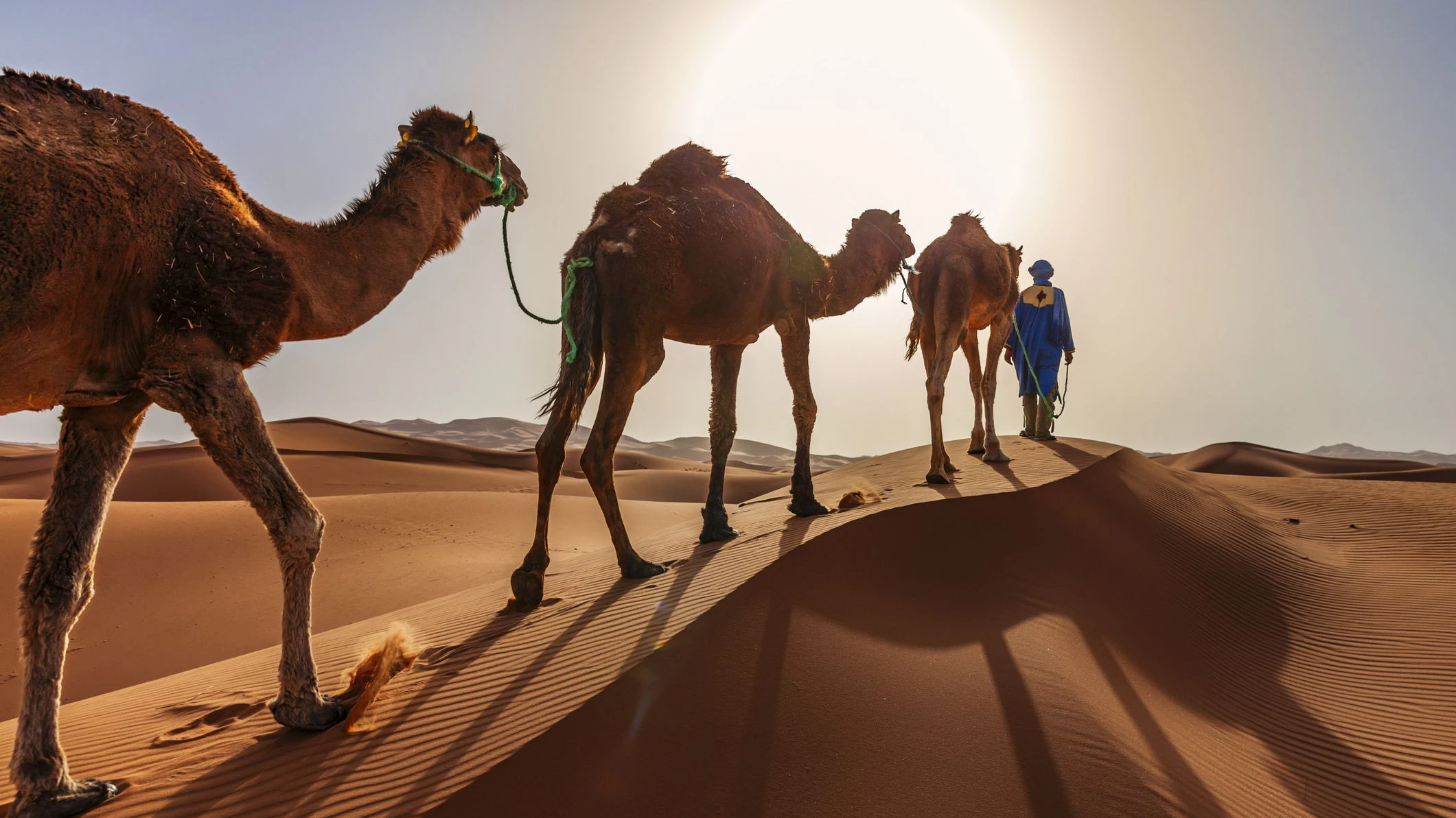 Der Verdächtige schmuggelte den Alkohol mithilfe von Kamelen. Symbolbild.