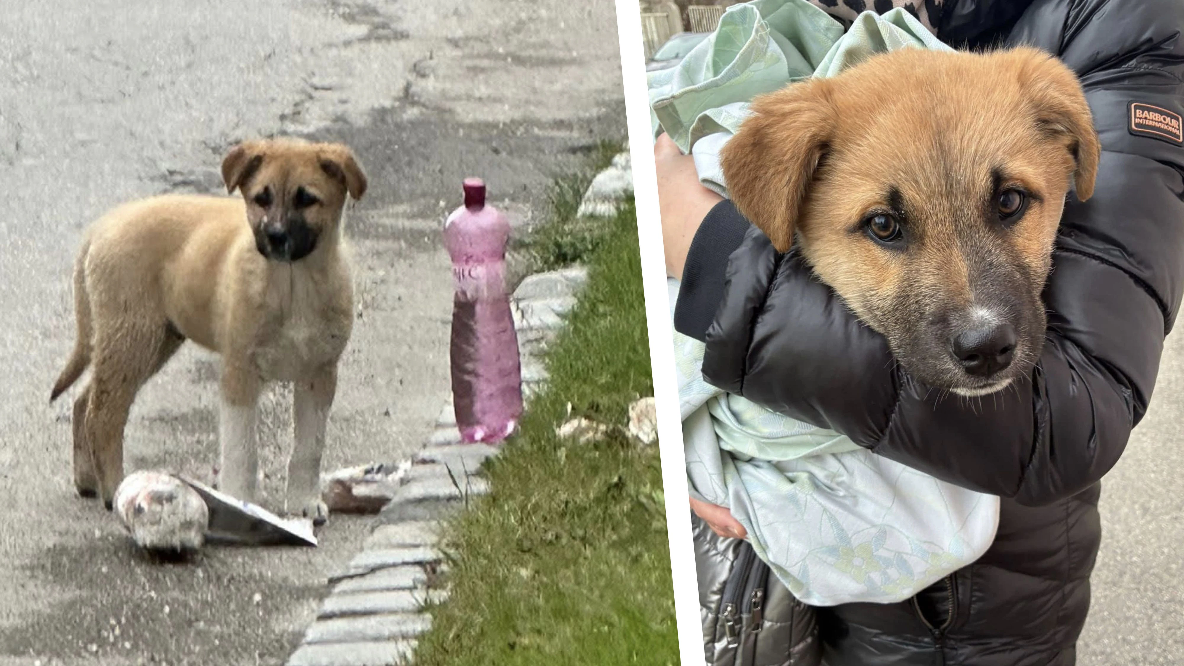Hier wurde der Welpe ausgesetzt; das Tierheim Dechanthof kümmert sich jetzt um den Kleinen.