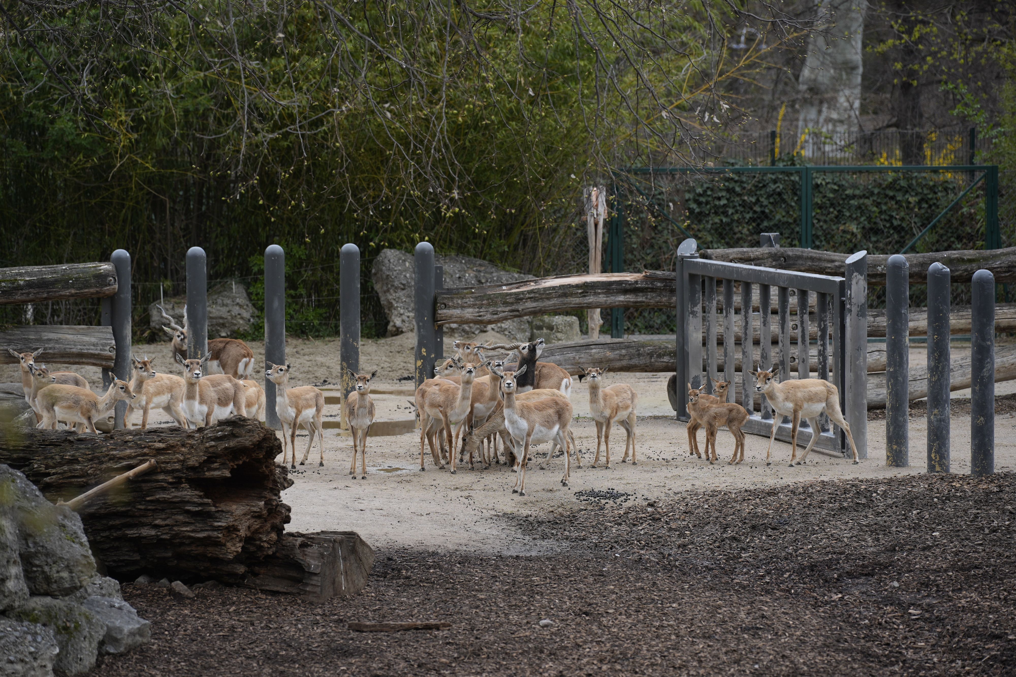 Die Antilopen-Herde am Dienstag, zwei Tage nach dem tödlichen Schuss.