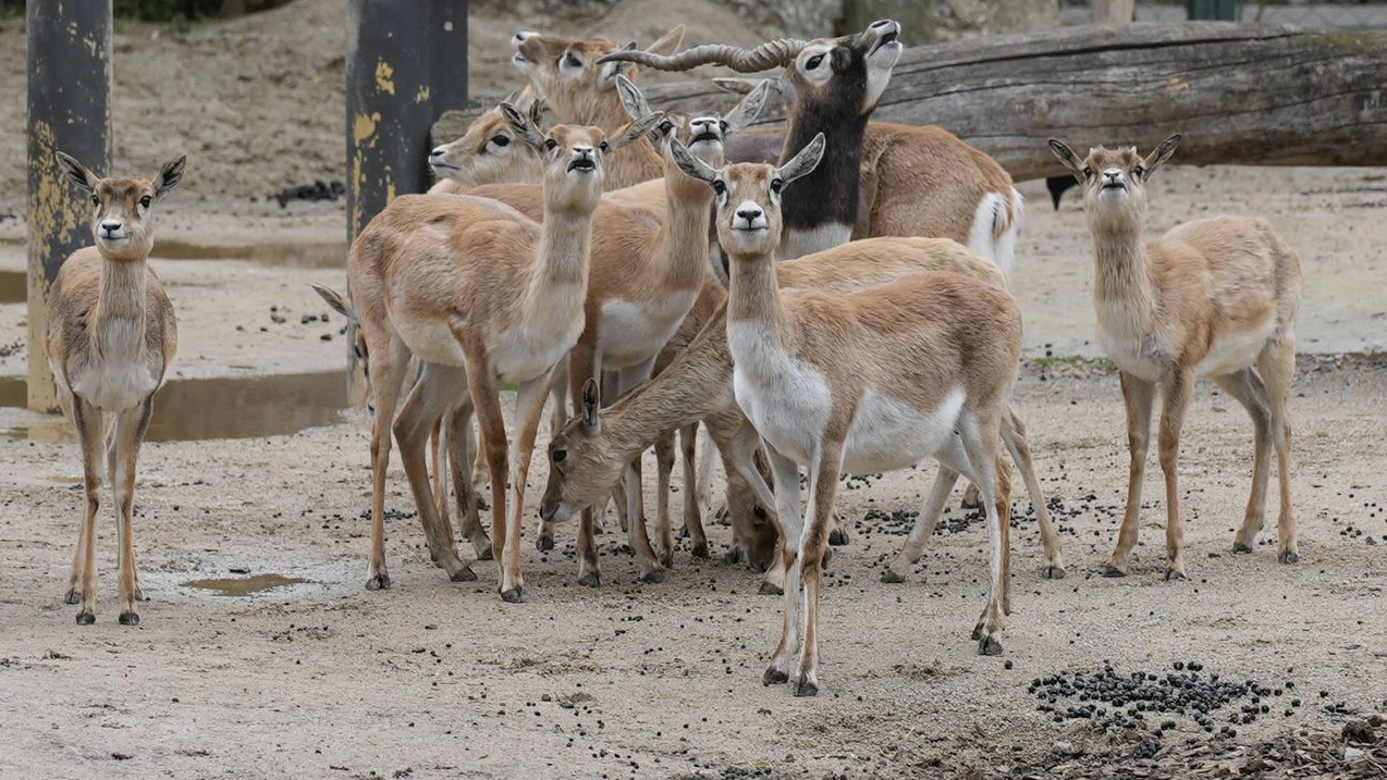 Die Antilopen-Herde am Dienstag, zwei Tage nach dem tödlichen Schuss.