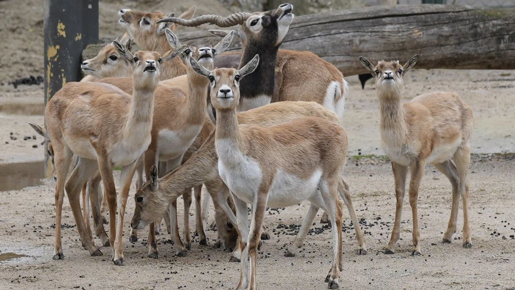 Heute.at - 1.000 Euro Kopfgeld auf Antilopen-Killer ausgesetzt