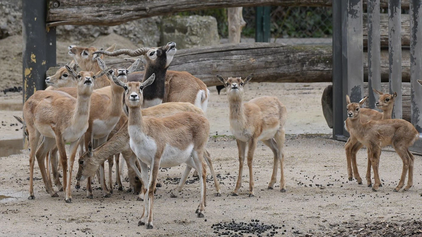 Die Antilopen-Herde am Dienstag, zwei Tage nach dem tödlichen Schuss.