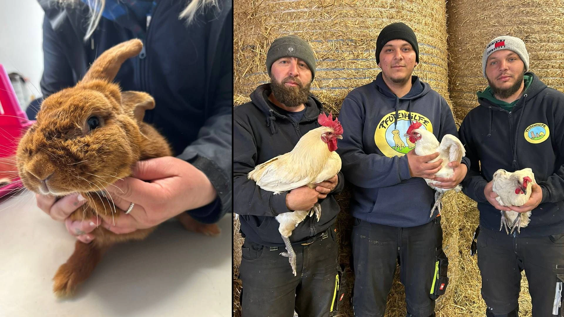 Die Osterferien beginnen für die Tierschützer mit einem Kopfschütteln. 