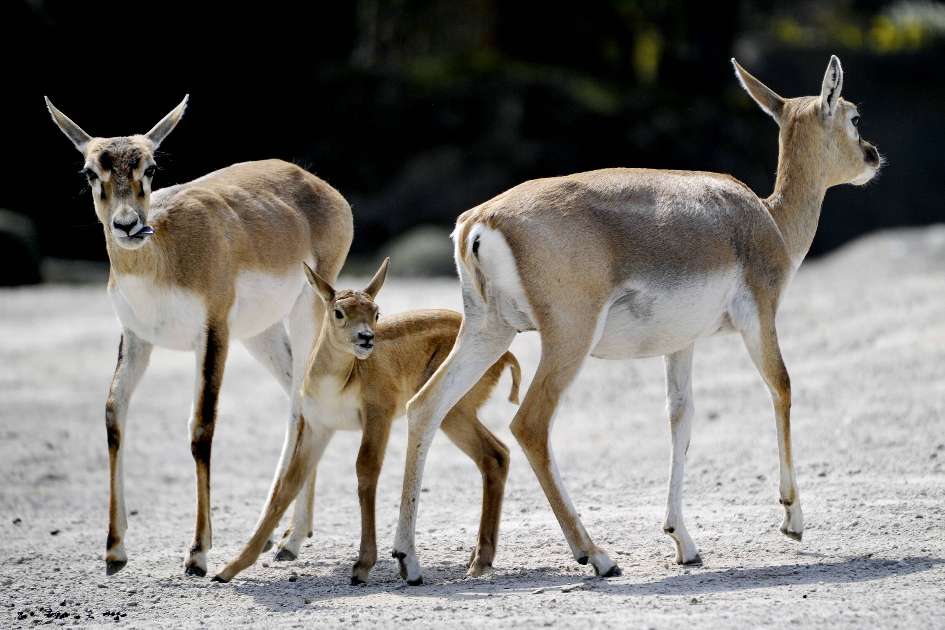 Hirschziegenantilope mit Junges in einem Tierpark. Archivbild