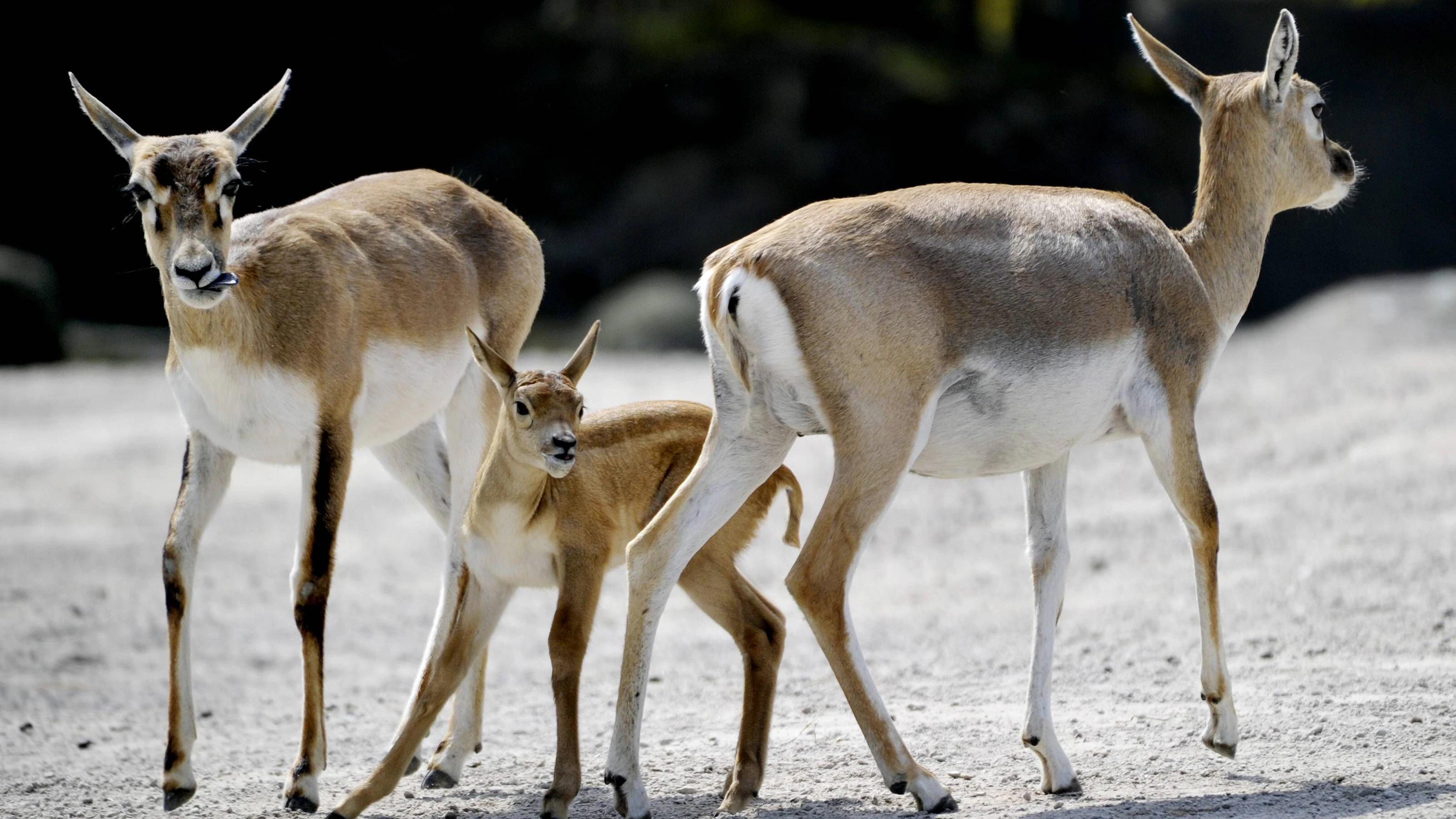 Hirschziegenantilope mit Junges in einem Tierpark. Archivbild