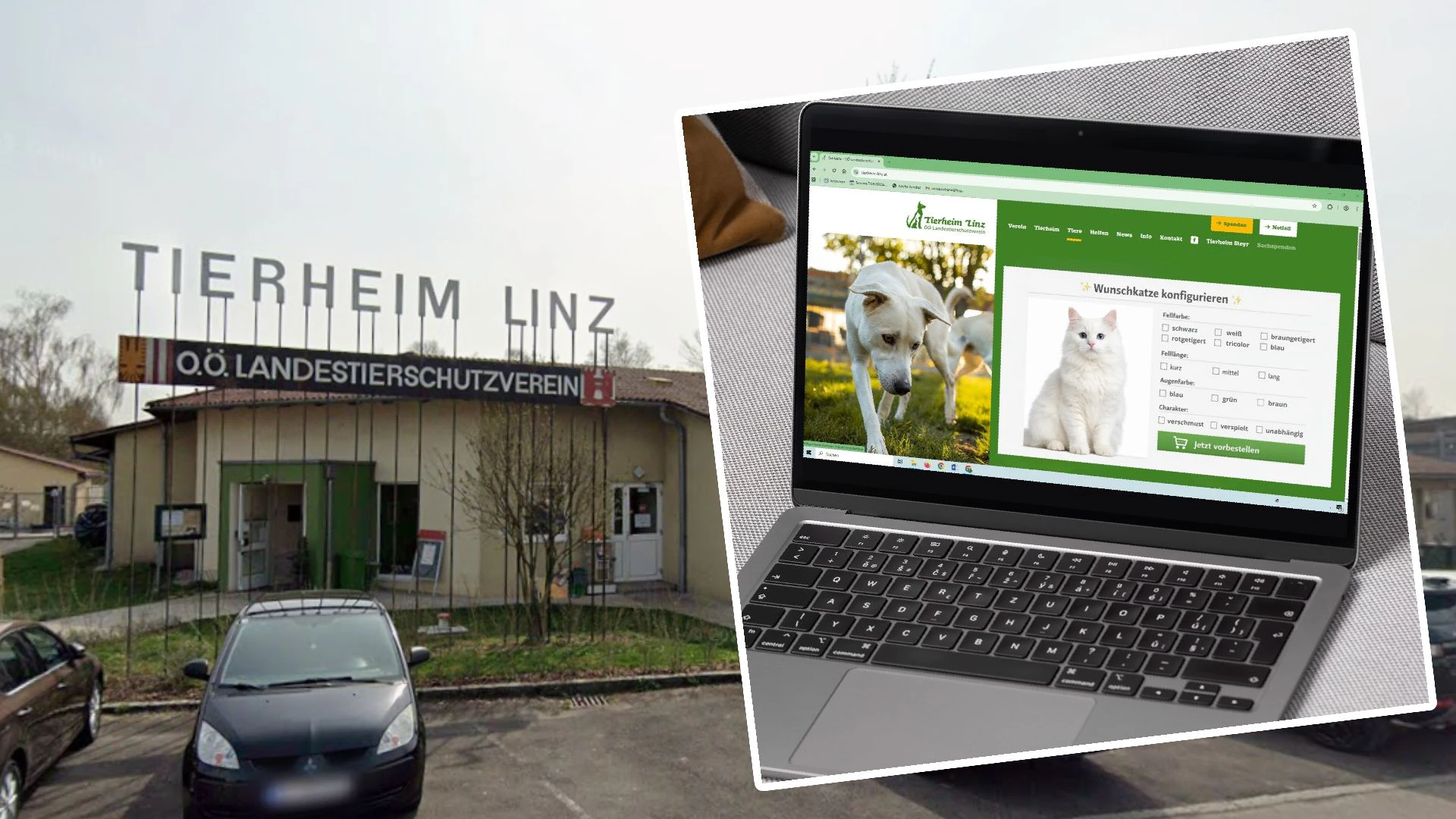 Heute.at - Wunschkatze konfigurieren – Wirbel um Linzer Tierheim