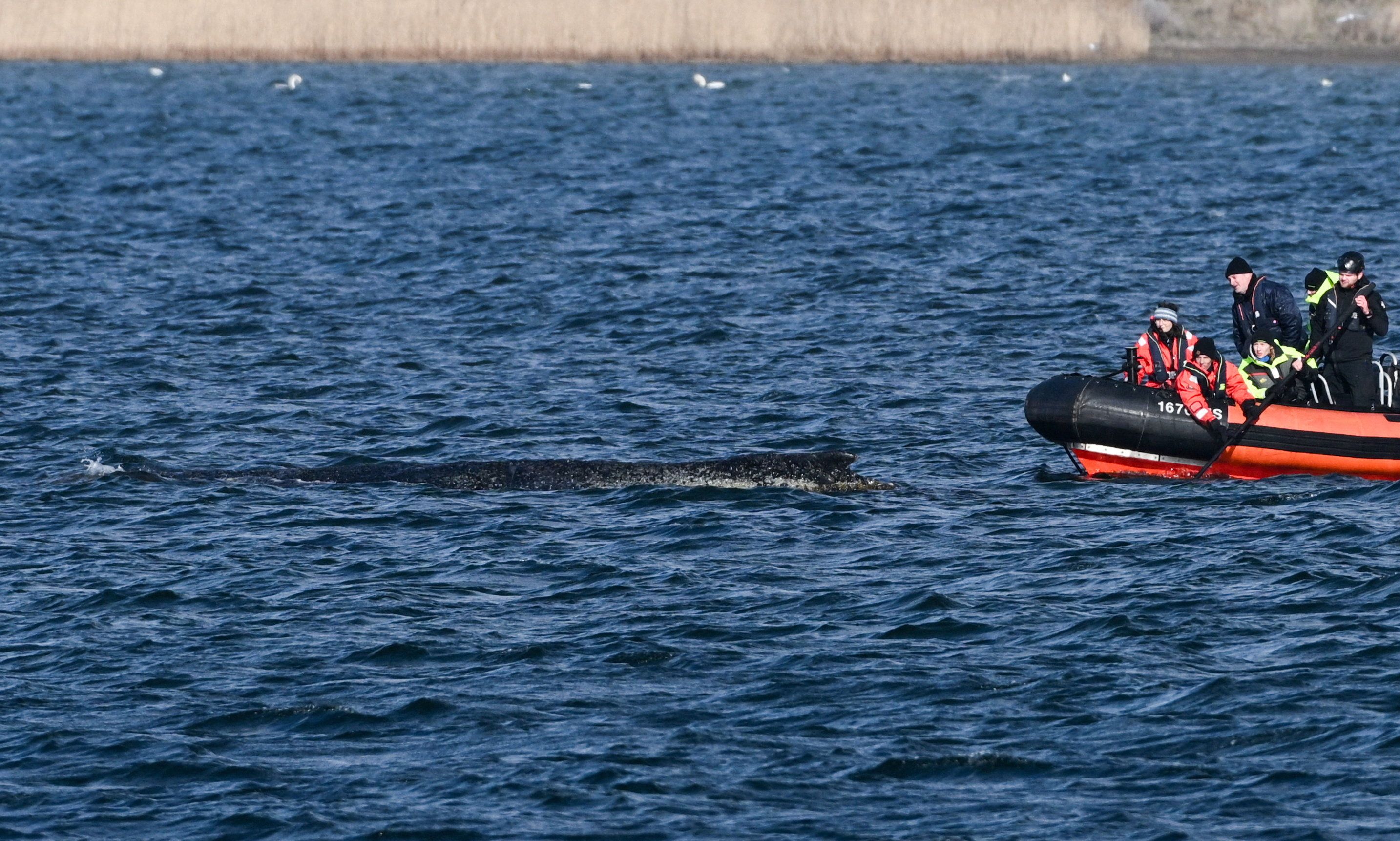 Keine Hoffnung mehr für Wal Timmy. 