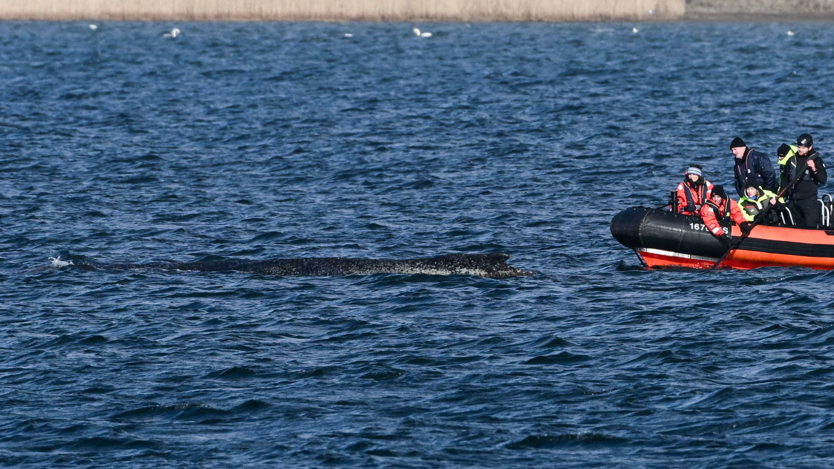 Keine Hoffnung mehr für Wal Timmy. 