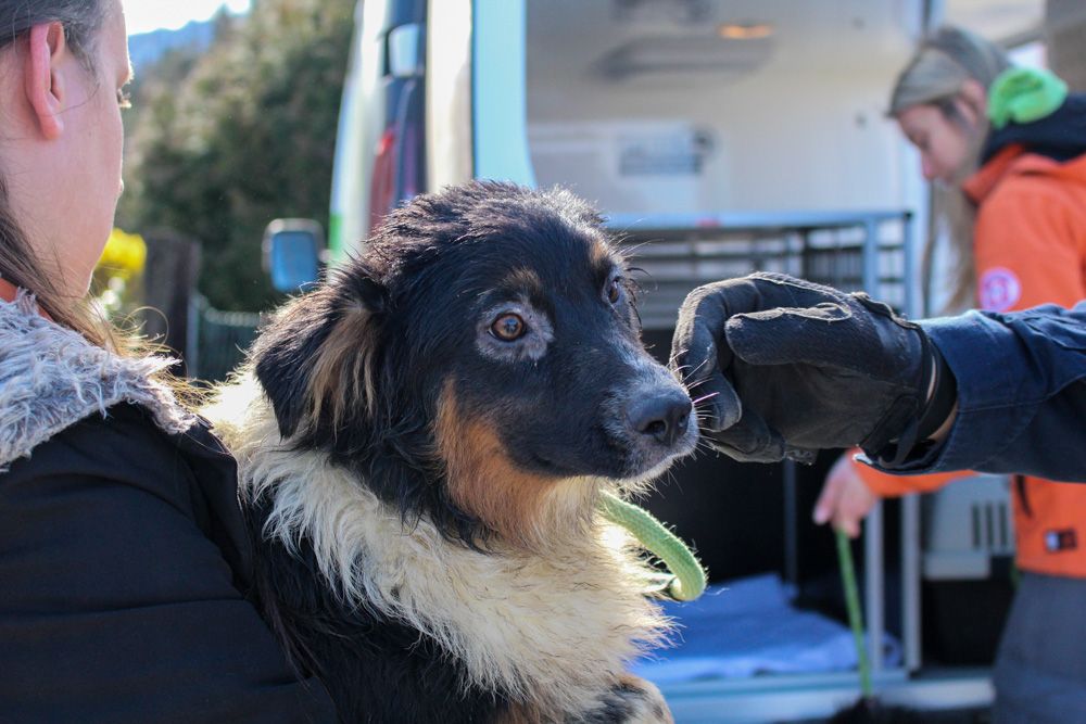 Heute.at - Völlig vernachlässigt! 39 Rassehunde beschlagnahmt
