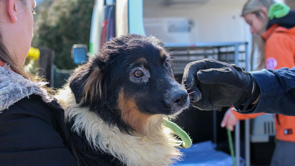Völlig vernachlässigt! 39 Rassehunde beschlagnahmt