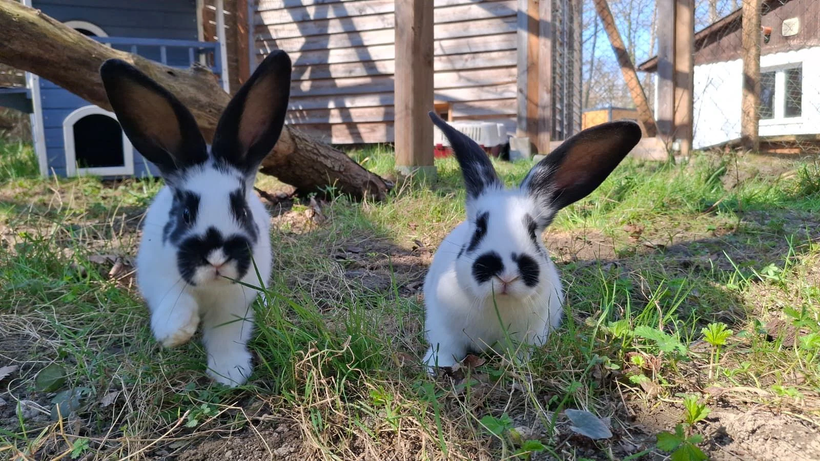 Die "Deutschen Riesenschecken" können gerne bis zu sieben Kilogramm wiegen. 
