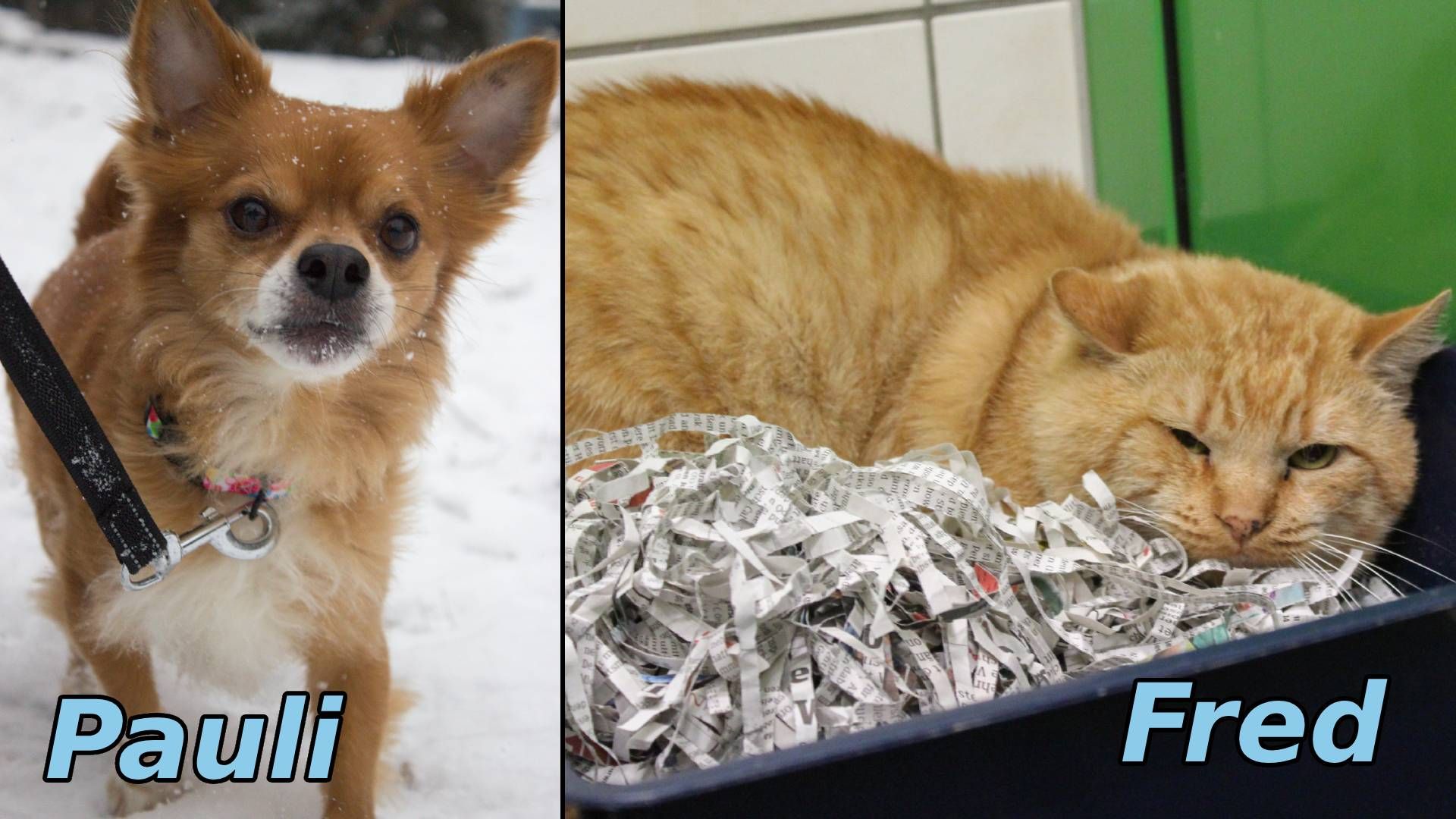 Heute.at - Ein Herz wie ein Löwe - Pauli ist kein Schoßhund