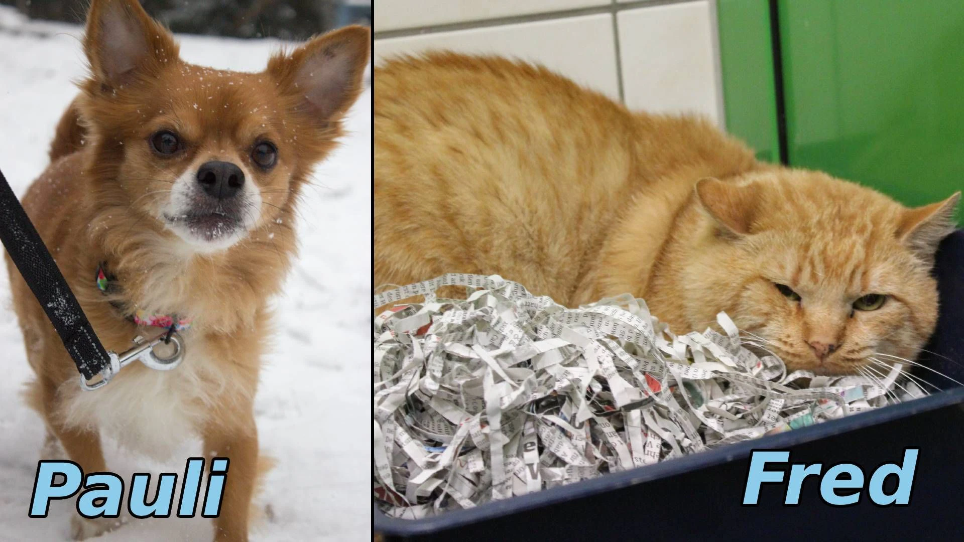 Ein Herz wie ein Löwe - "Pauli" ist kein Schoßhund