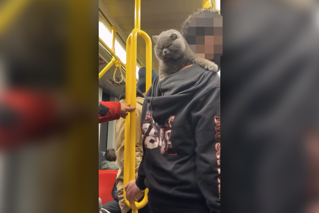 Heute.at - Kurioser Anblick! Katze fährt in Wiener U6 mit