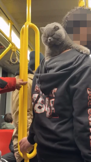 Katze in Wiener U6: Britisch Kurzhaar sorgt für Aufsehen als tierischer Fahrgast. Kurioser Anblick überrascht Öffi-Passagiere am Abend.