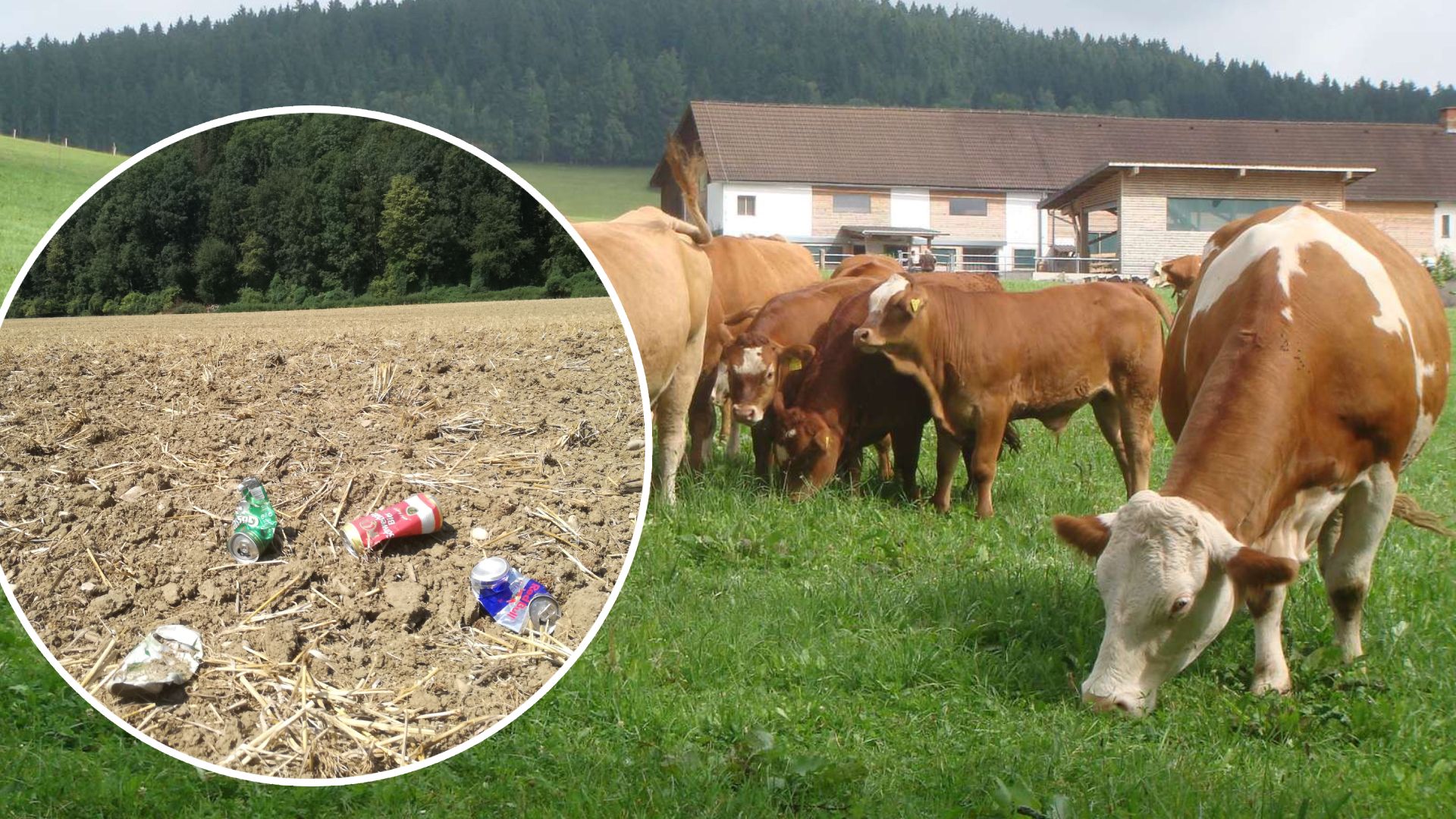 Heute.at - Qualvoller Tod: Gefahr für Tiere lauert auf der Wiese