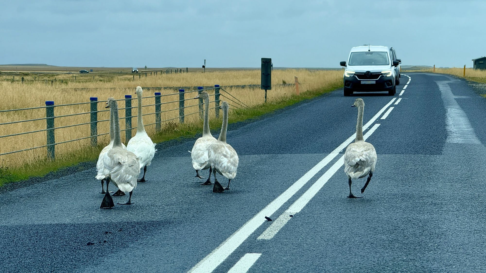 Auf der Ringstraße von Island gibt es oft interessanten Gegenverkehr
