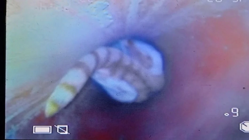 Mit einer Kamera konnte man Kater "Peterle" lokalisieren