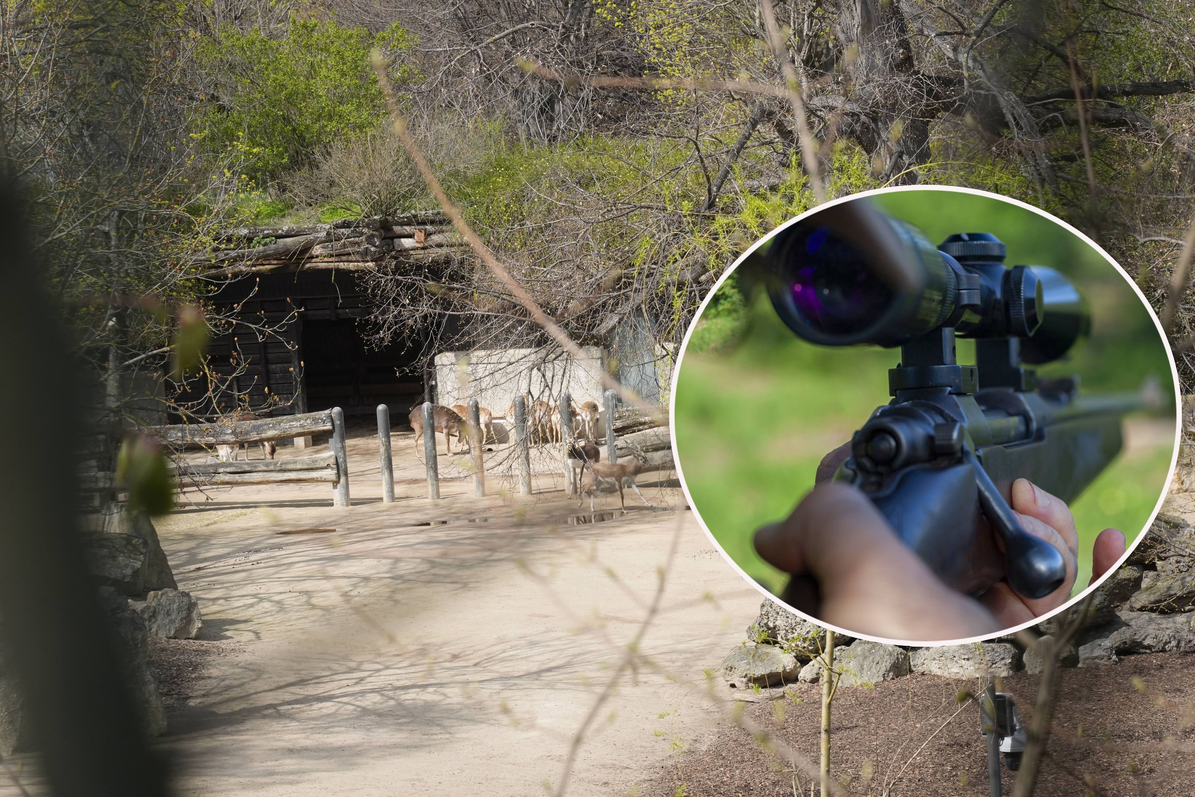 Blick vom Tiroler Weg ins Gehege: Von hier dürfte der Täter gezielt auf die Hirschziegenantilope geschossen haben.