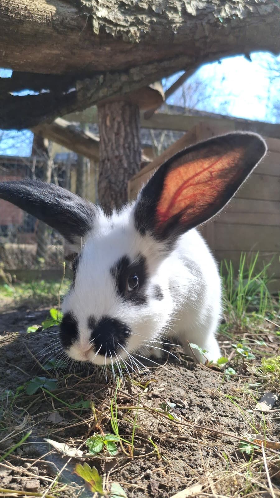 Heute.at - Kaninchen Isabella hoppelte trächtig in fremde Gärten