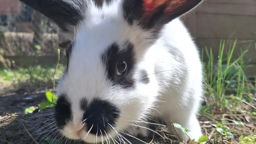 Heute.at - Kaninchen Isabella hoppelte trächtig in fremde Gärten