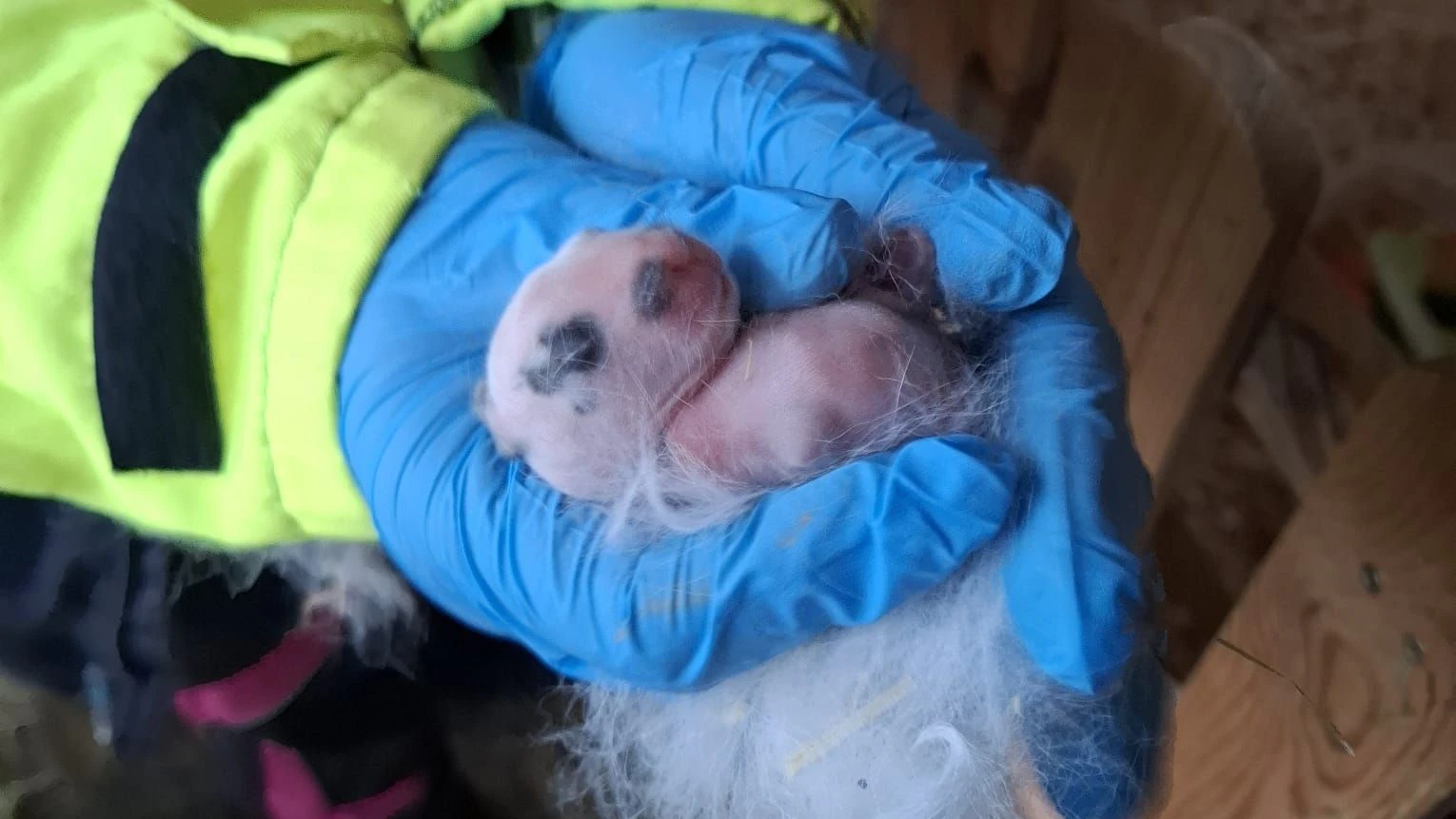 Im Gegensatz zu Hasen, bringen Kaninchen ihre Babys nackt, blind und völlig hilflos zur Welt. 