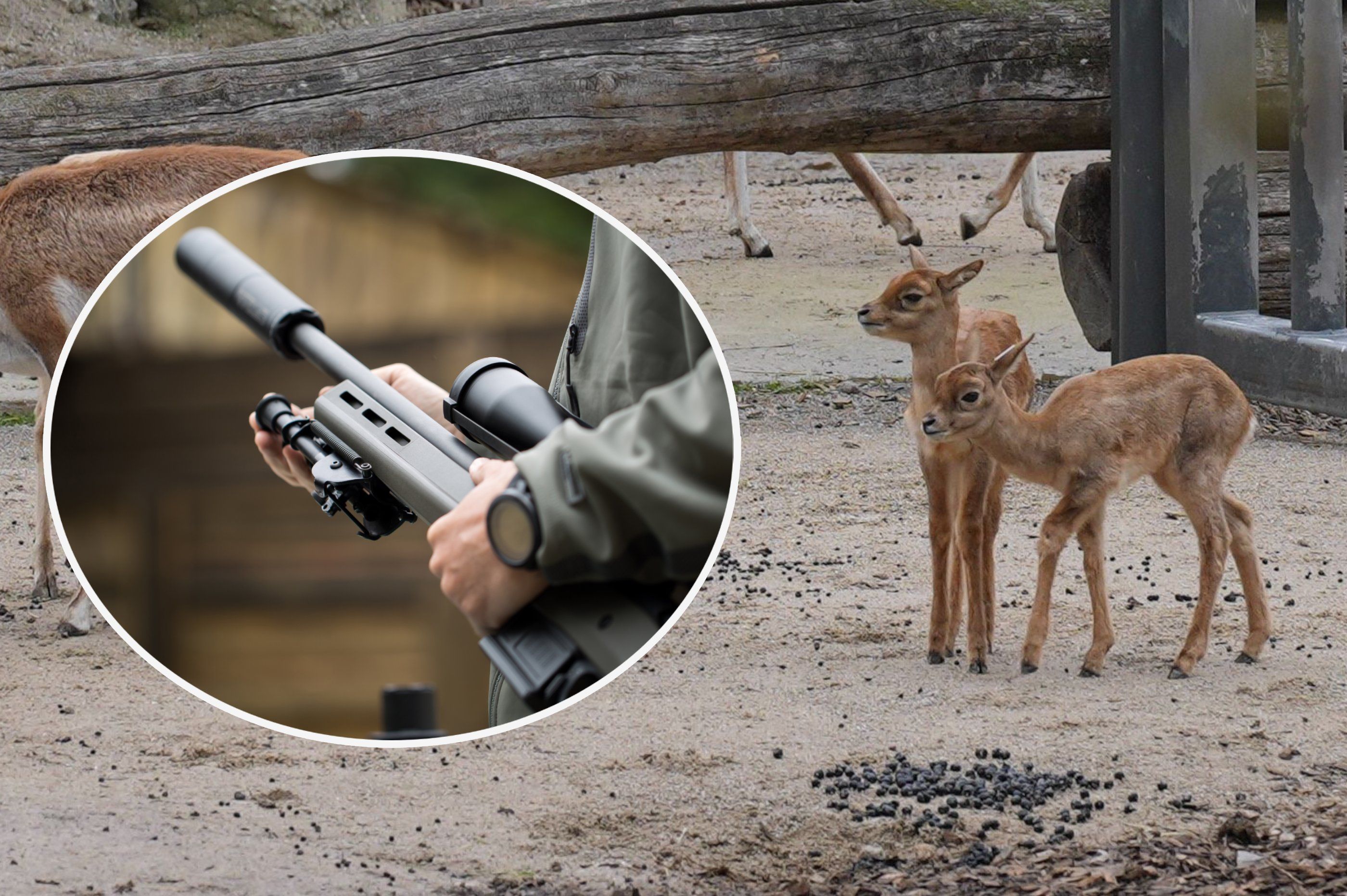 Zwei junge Antilopen im Gehege - vermutlich Geschwister des getöteten Babys; im Kreis eine Waffe mit Schalldämpfer, wie sie der Täter benutzt haben könnte.