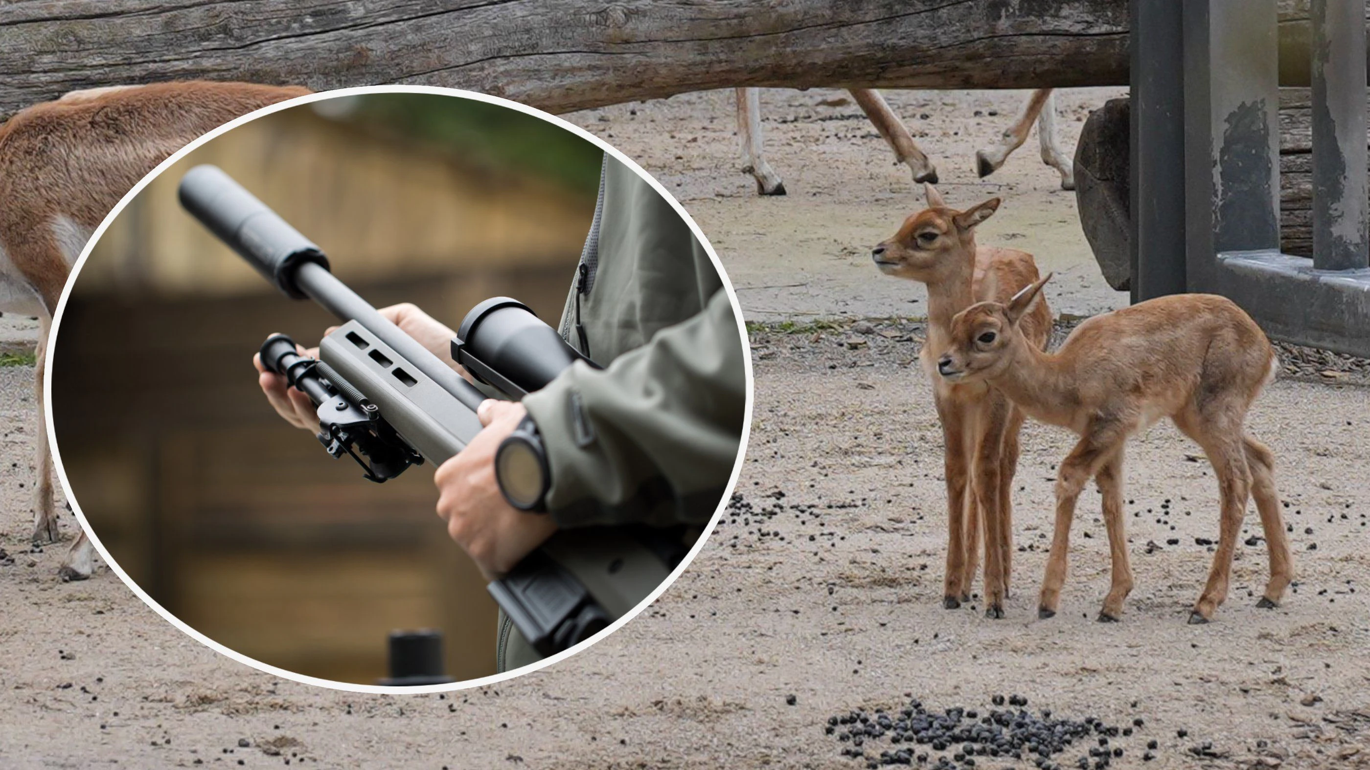 Antilopen-Killer nutzte Schalldämpfer und Nachtsicht